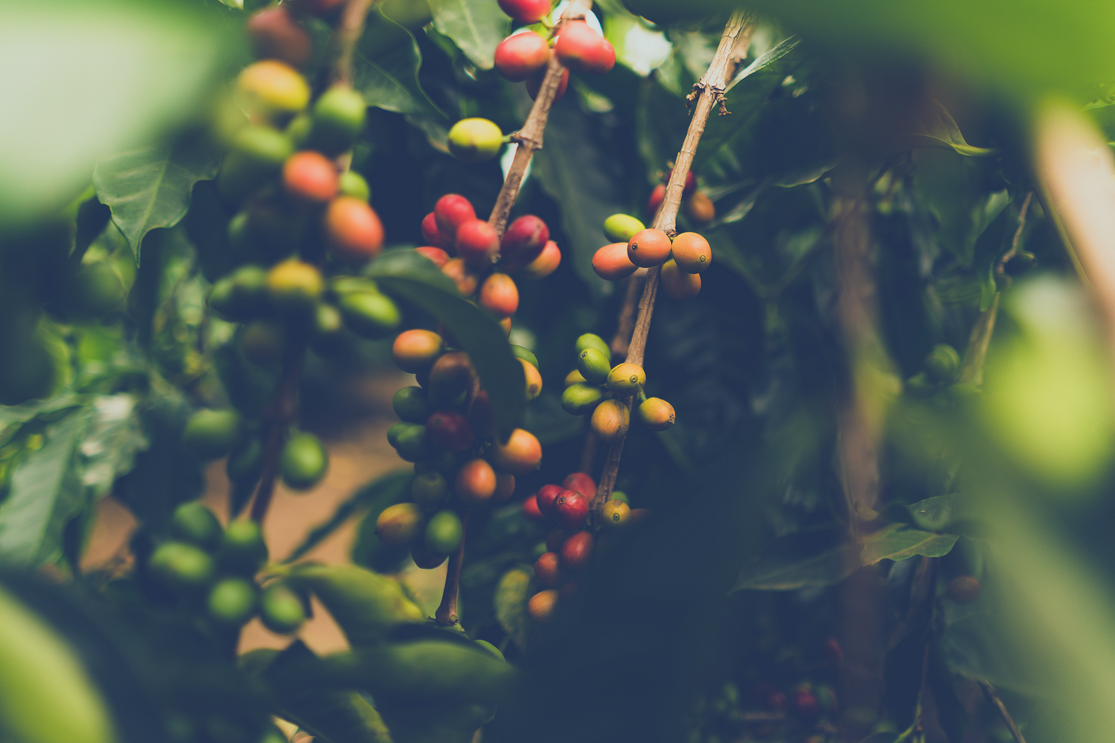Tanna Coffee photo 8