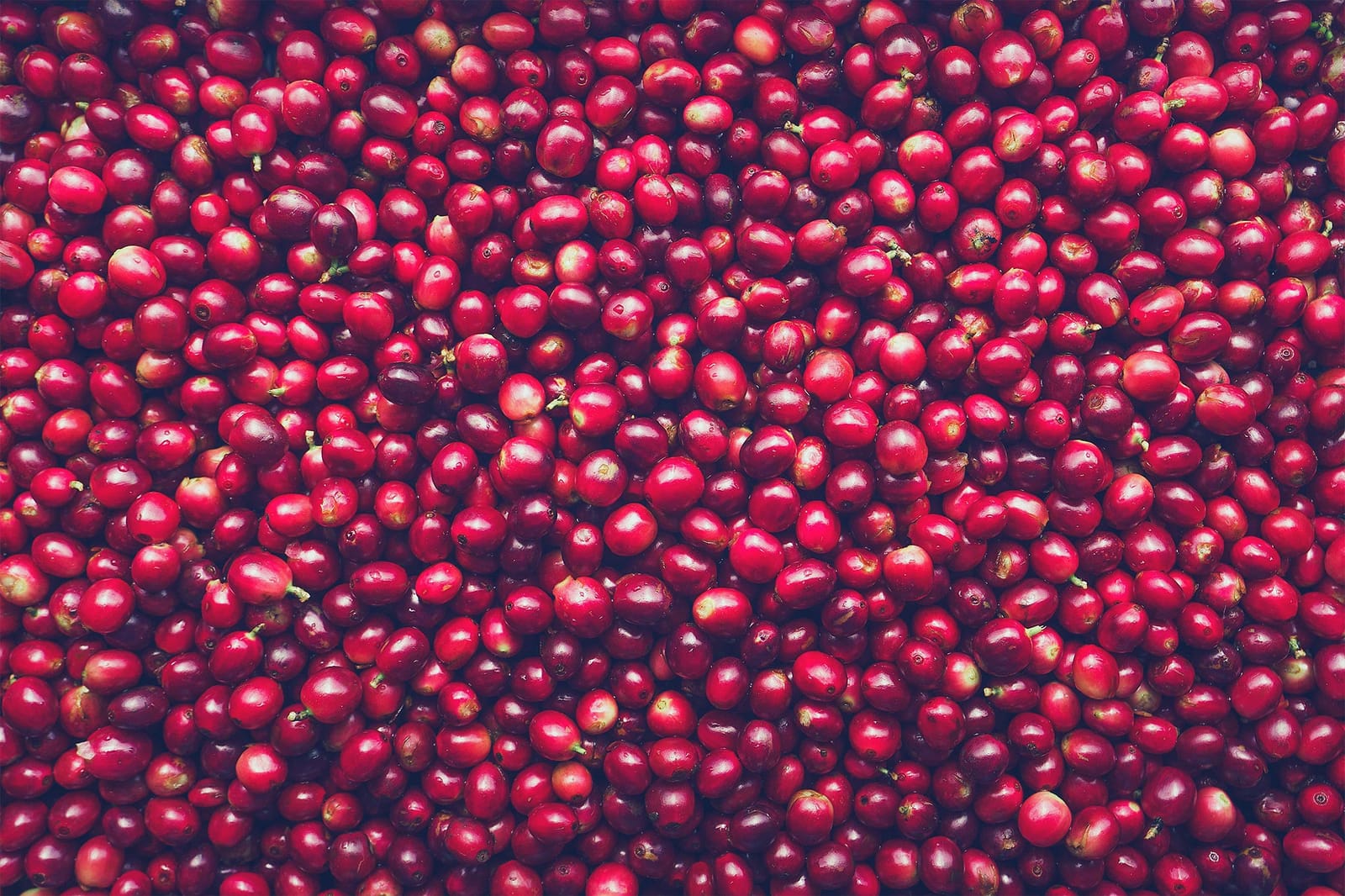 Tanna Coffee photo 9