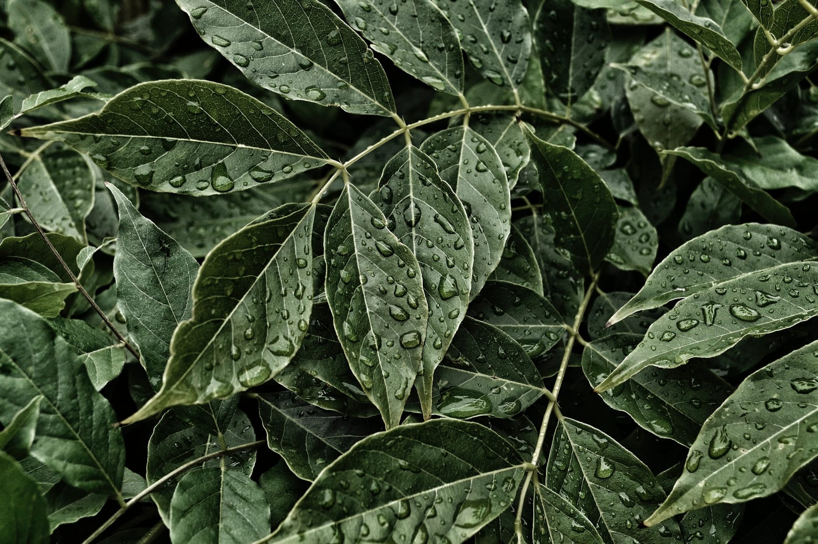 Tanna Coffee photo 2