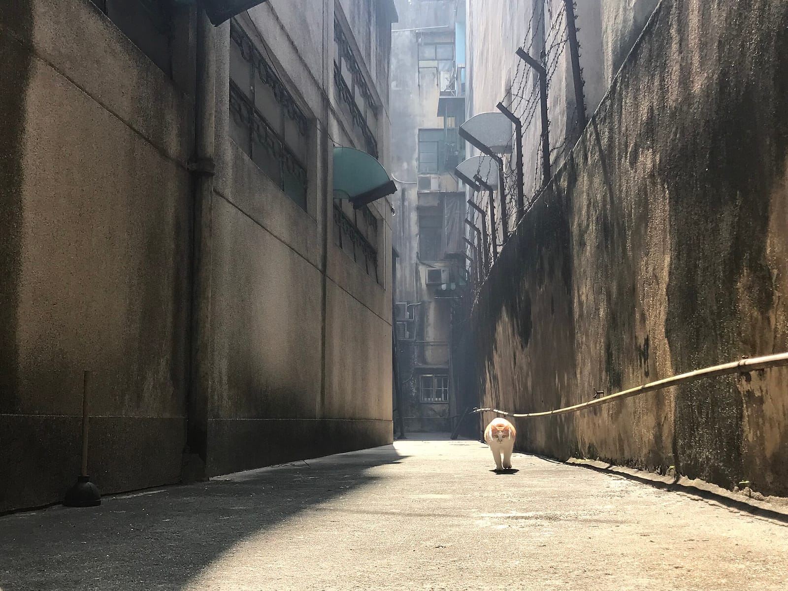Mikaru to go photo 5