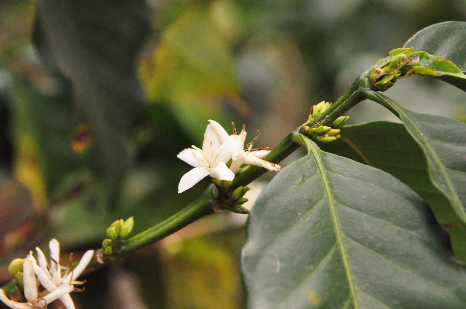 BVI Coffee Company photo 2