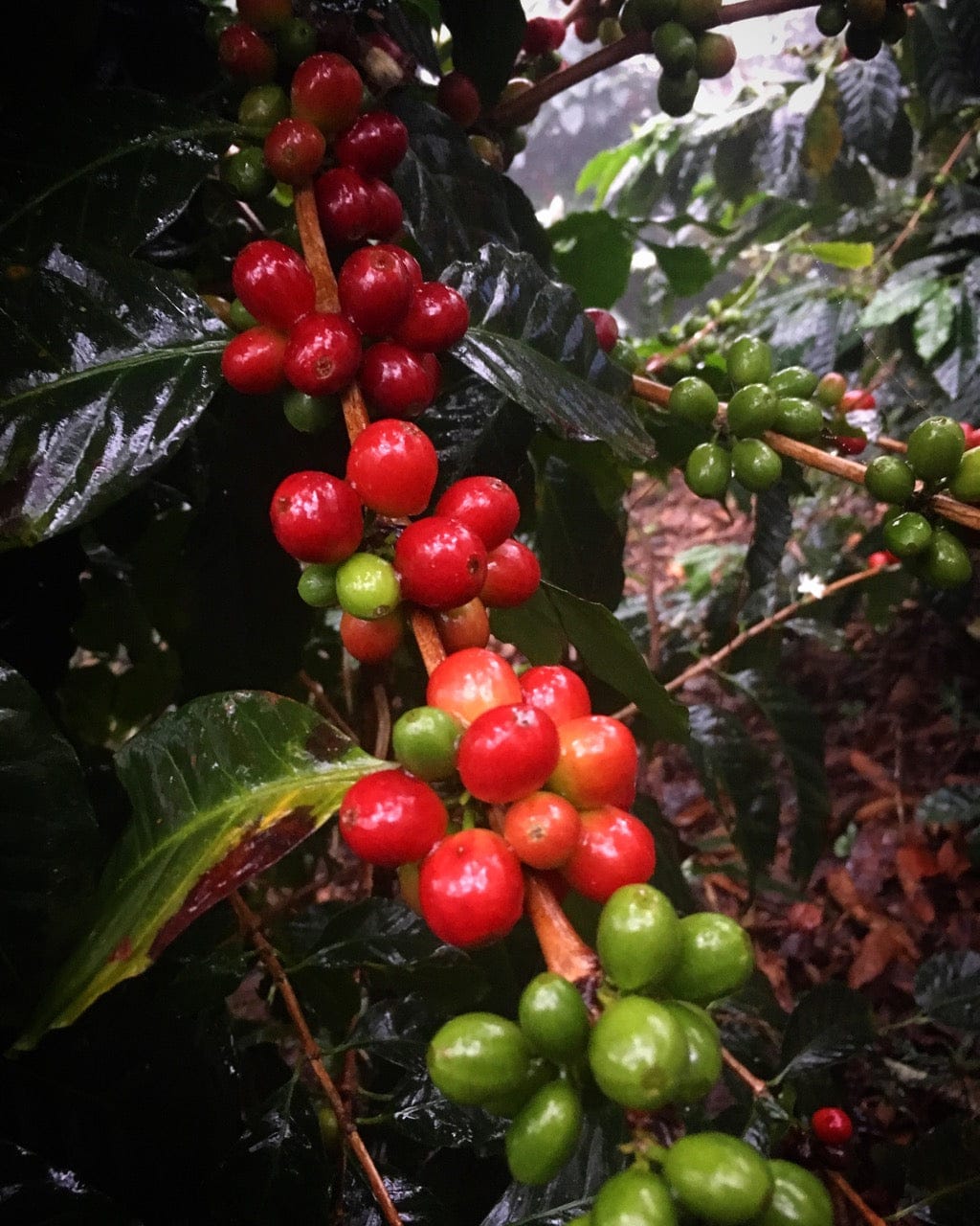 Tweed Coffee Roasters photo 4