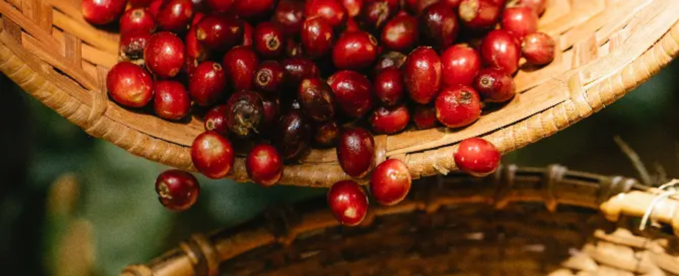 Dilla Coffee Roasters photo 2