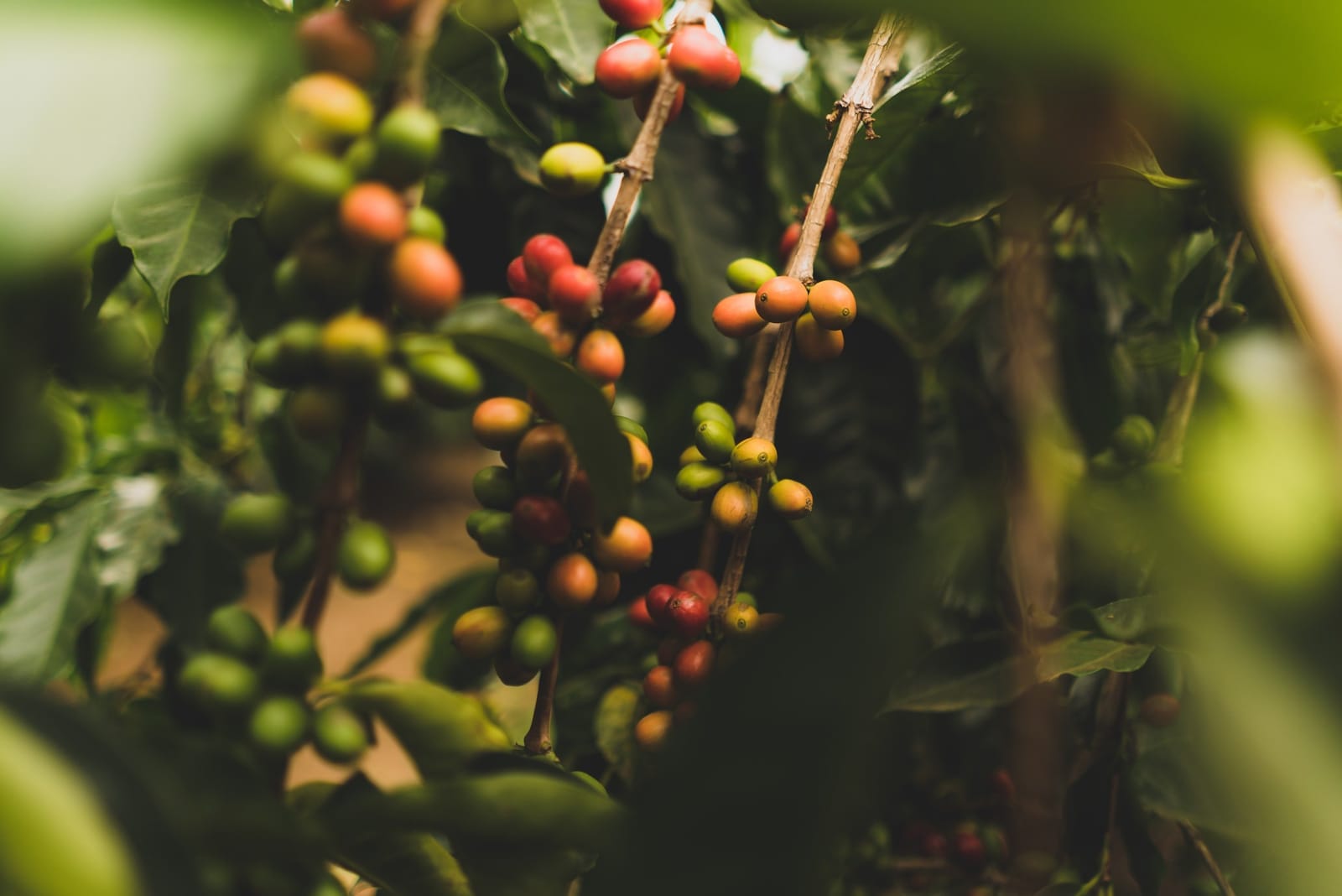 Vibrant Coffee Roasters & Bakery - Broad photo 2