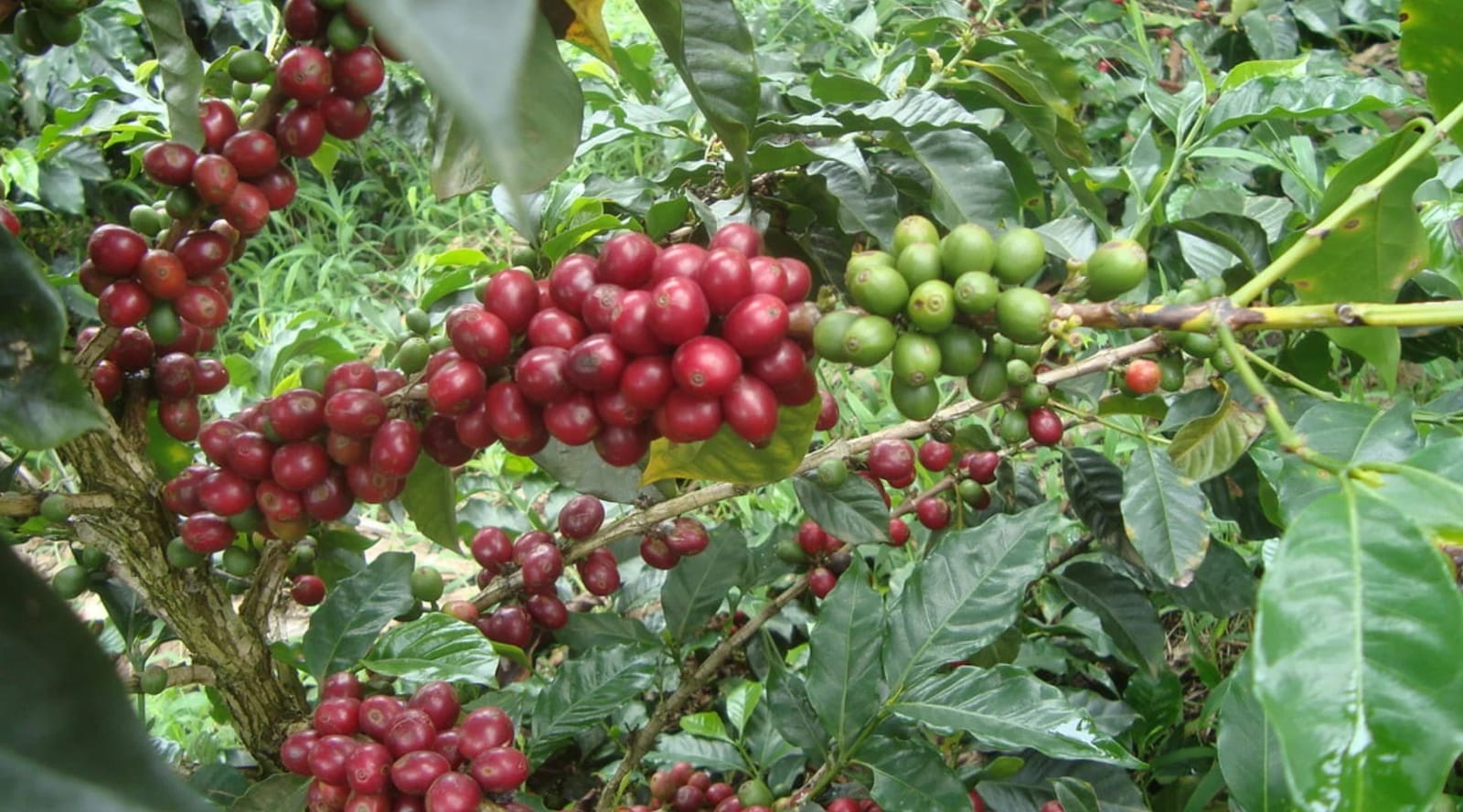 Inspired Coffee Roasters - North Park photo 8