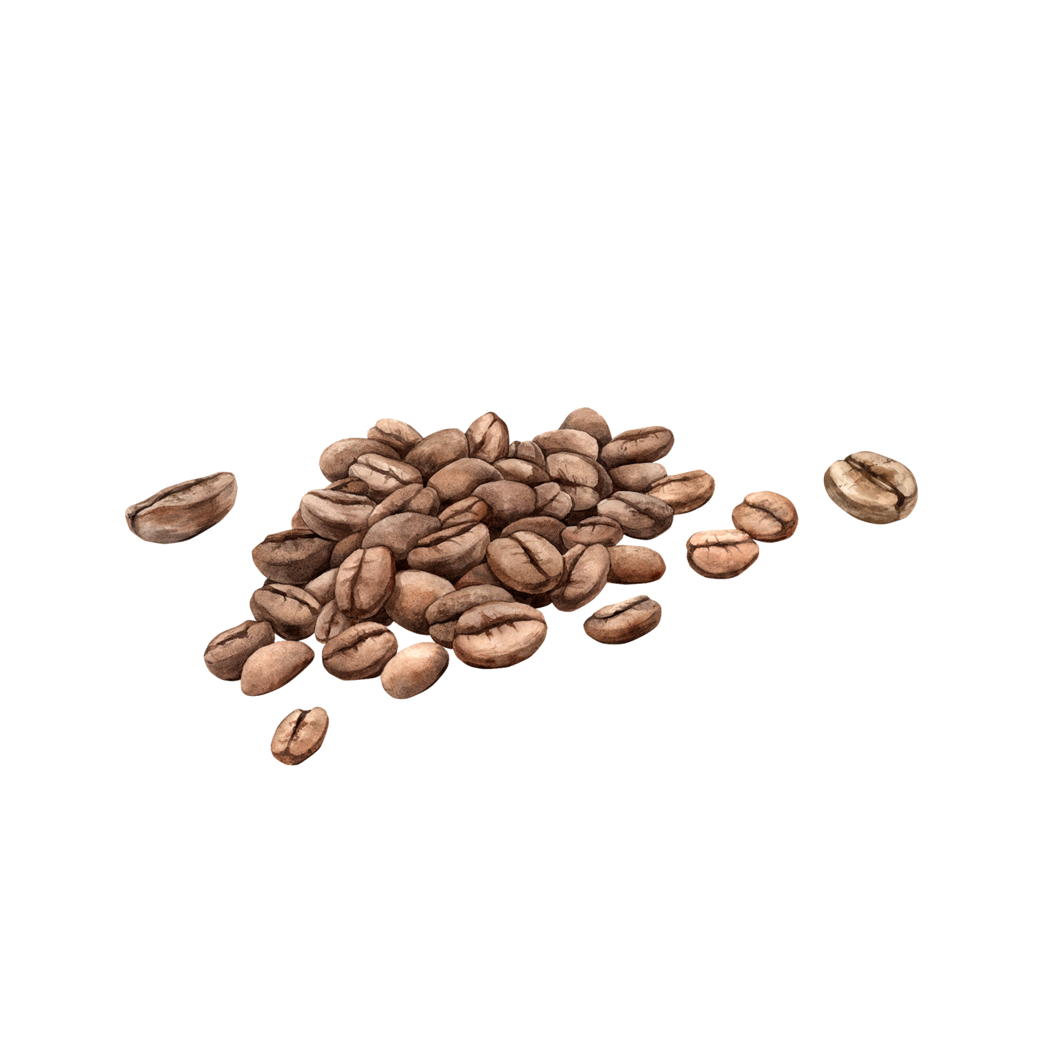 Baci Coffee photo 4
