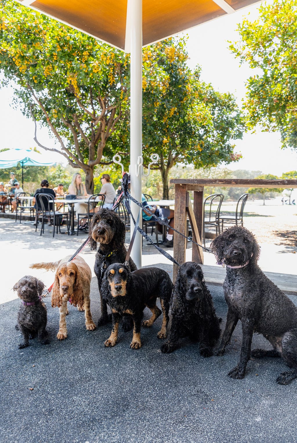 Dune Cafe, Currumbin photo 8