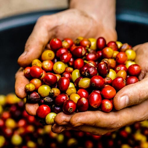 Sunshine Coast Coffee Roastery photo 8