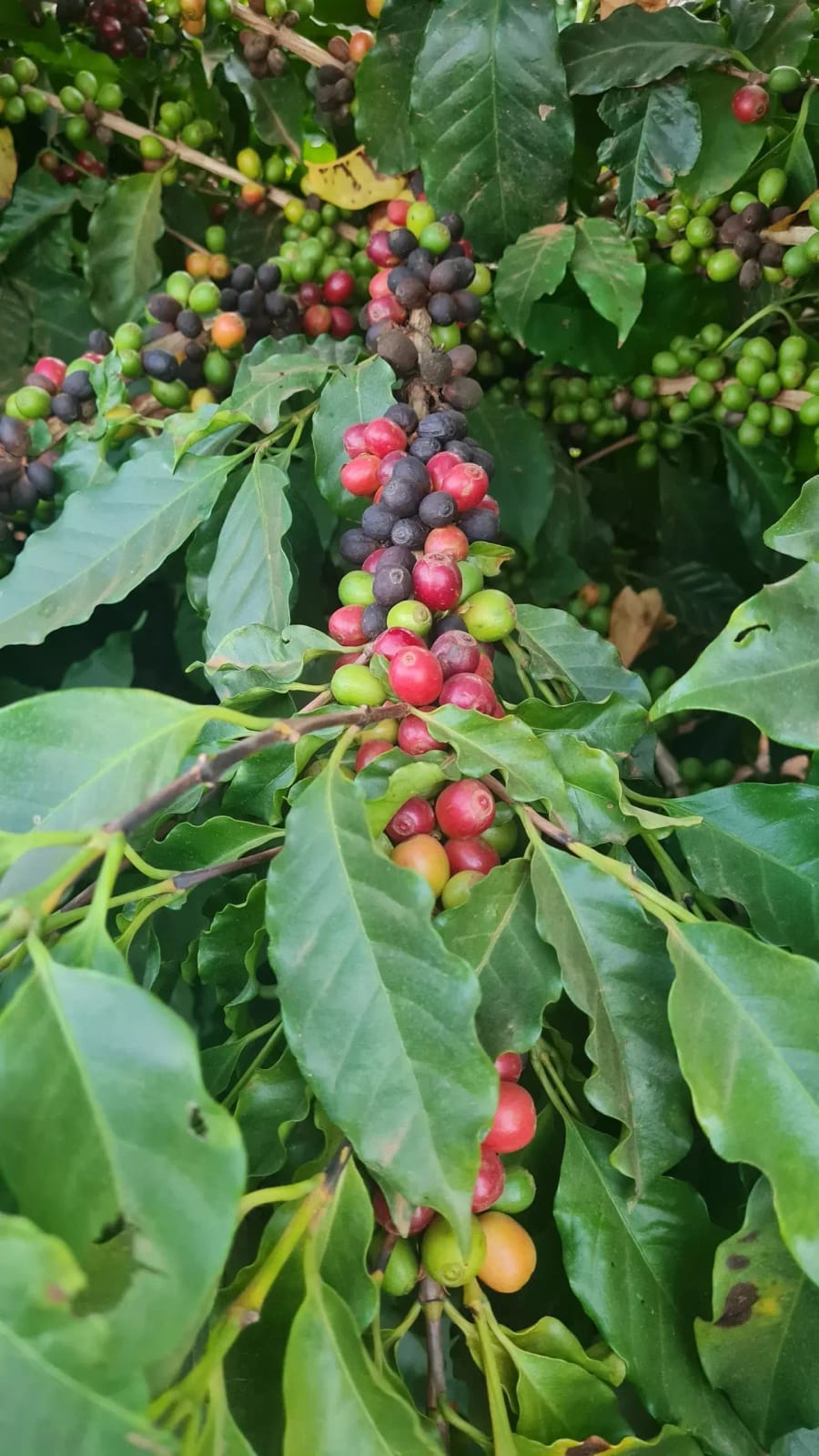 Original Coffee photo 2