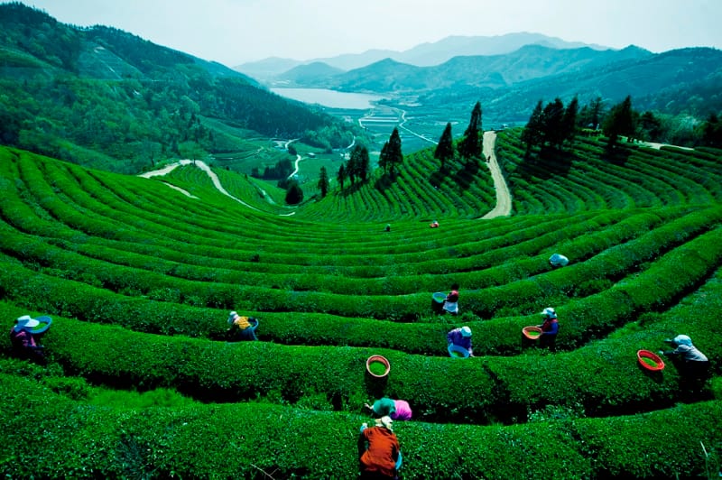 MingCha Tea & Coffee - Biên Hòa photo 9