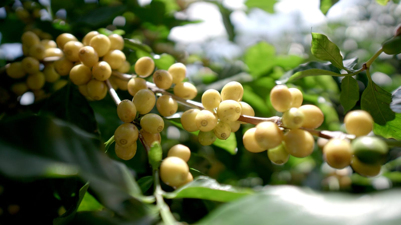 Coffee Way - Bình Thạnh photo 4