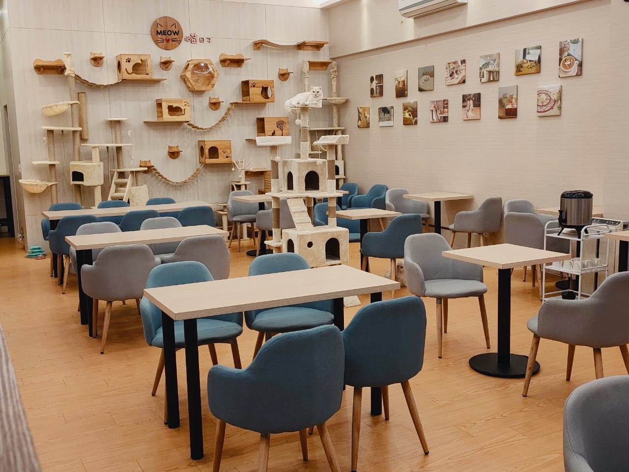 Meow day café