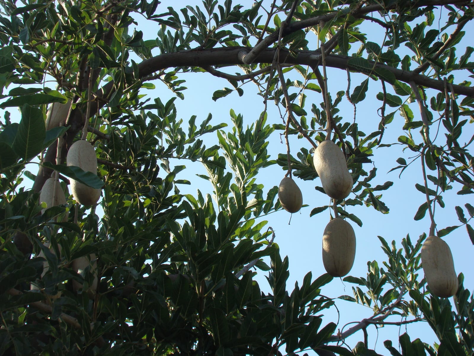 Vany- ואני עגלת קפה photo 5