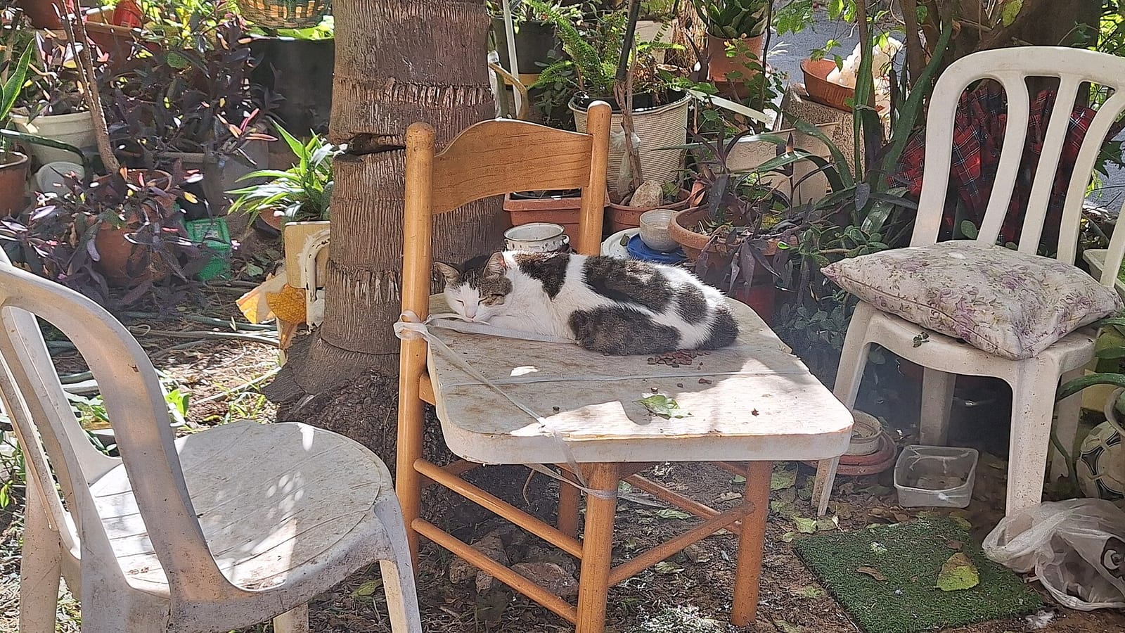 תומס קפה - שינקין photo 2