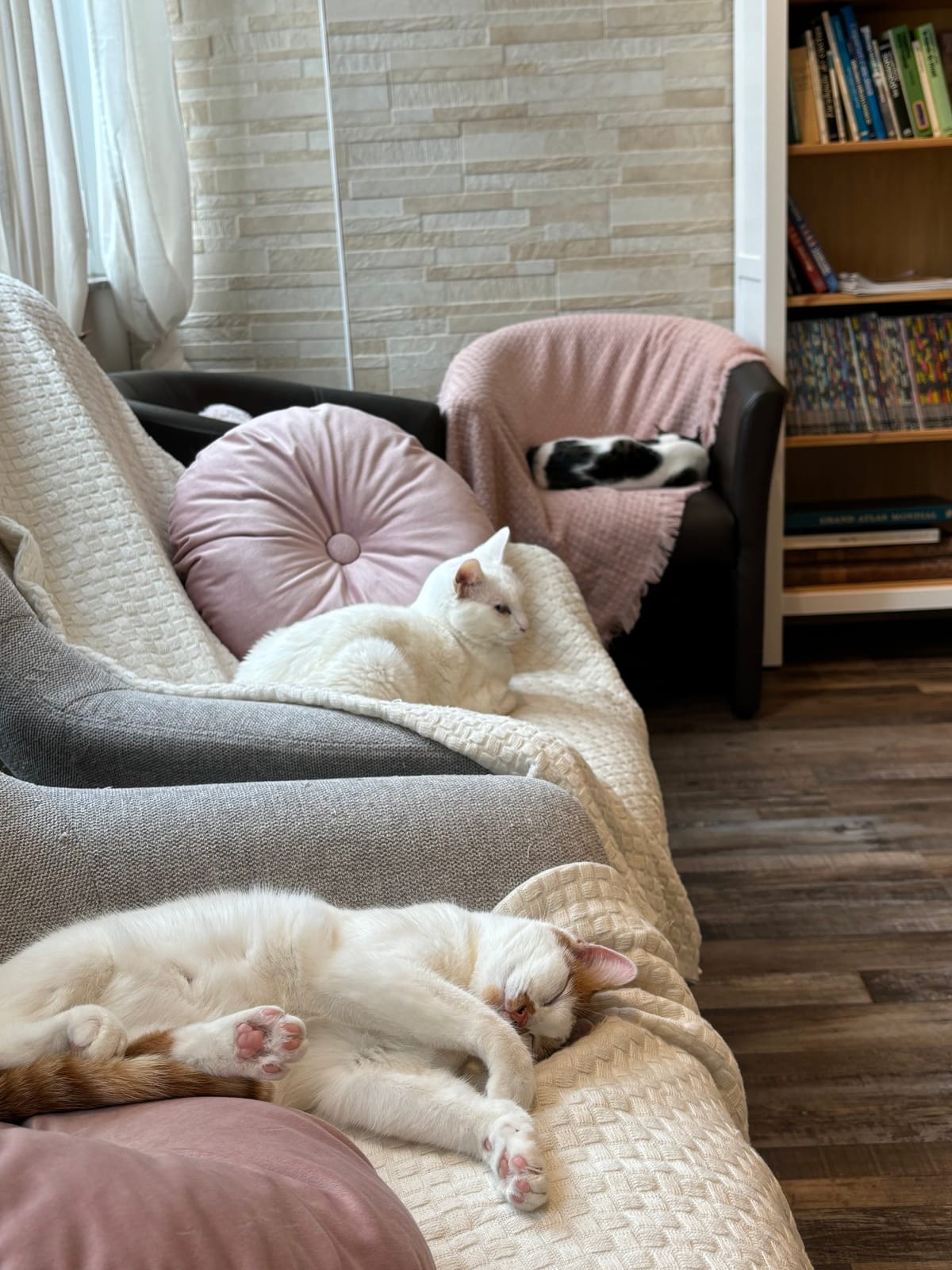 CATS & CHILL - Centre de Ronronthérapie - Espace Zen de Détente & Travail photo 7