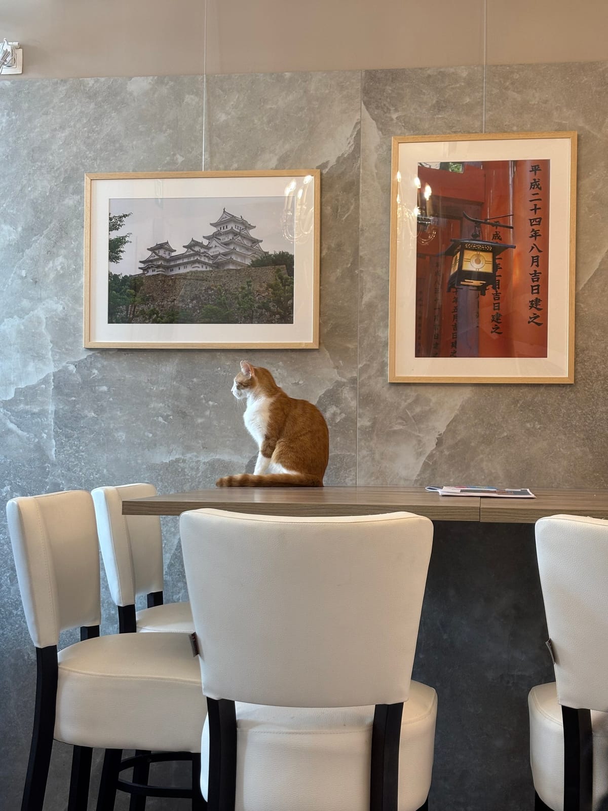 CATS & CHILL - Centre de Ronronthérapie - Espace Zen de Détente & Travail photo 4