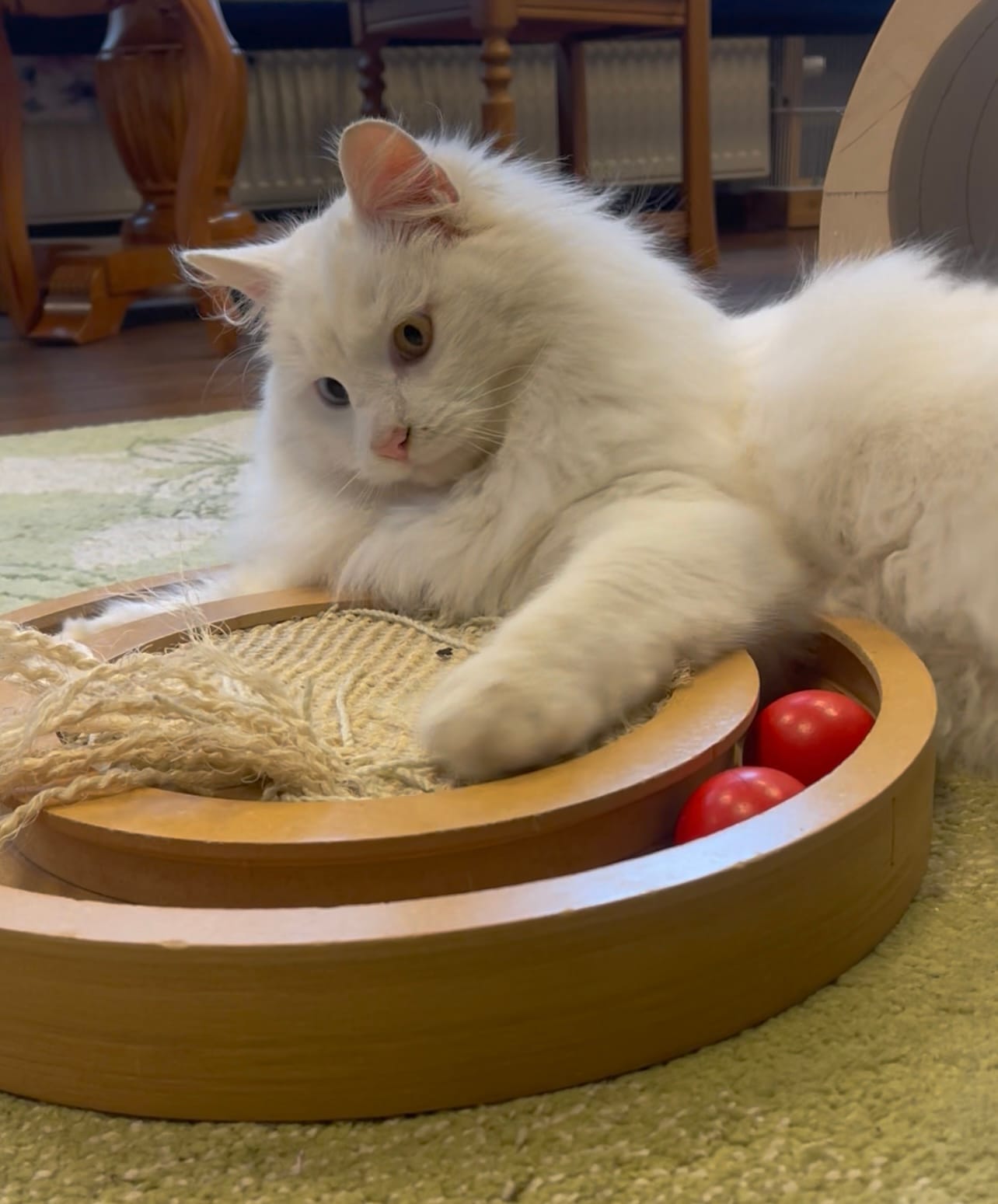 FinduZz Catcafe photo 2