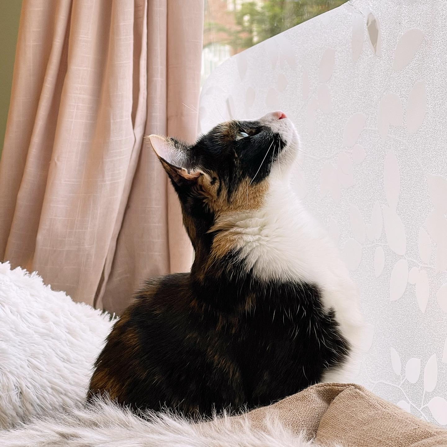 FinduZz Catcafe photo 3