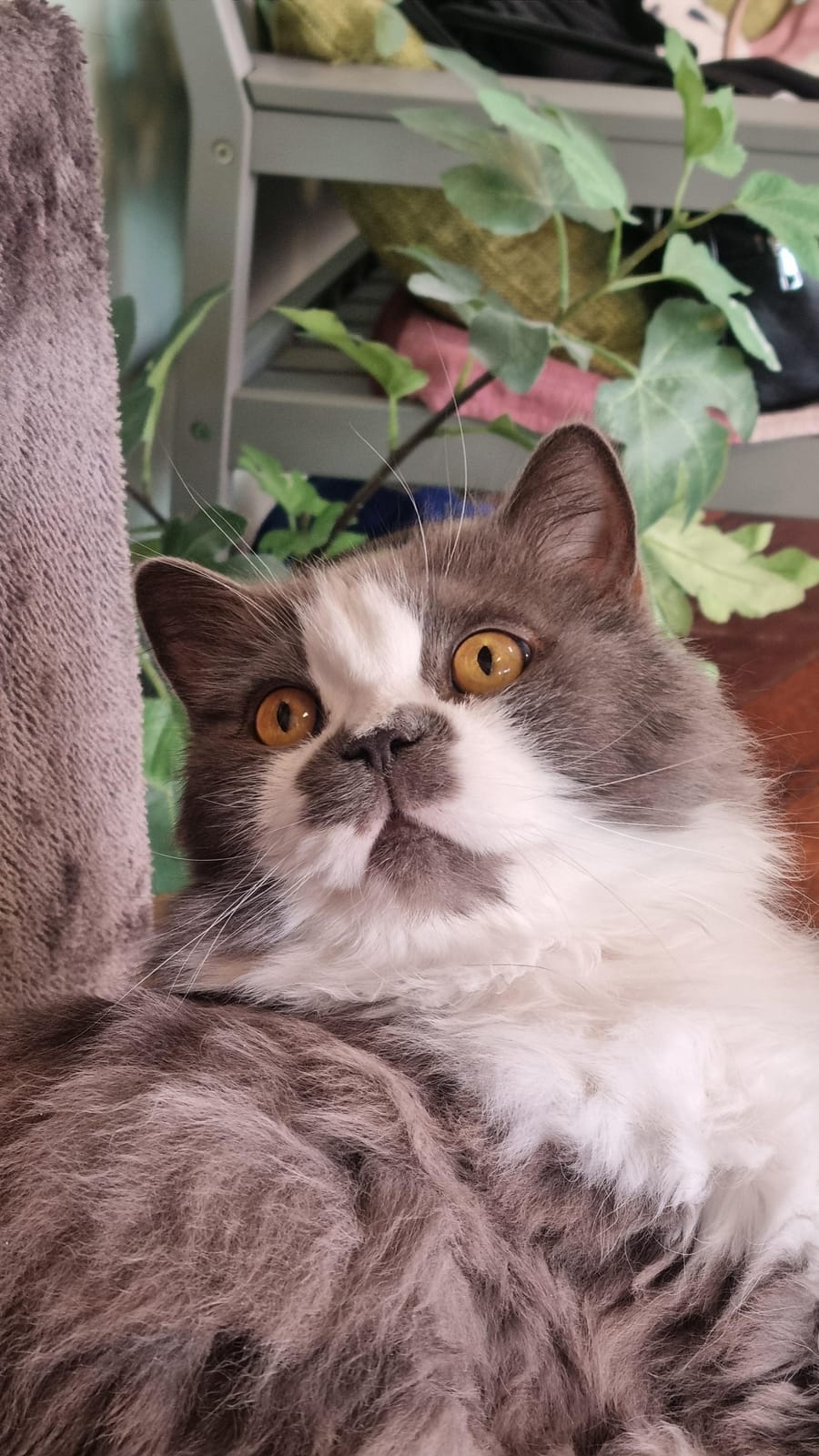 FinduZz Catcafe photo 6