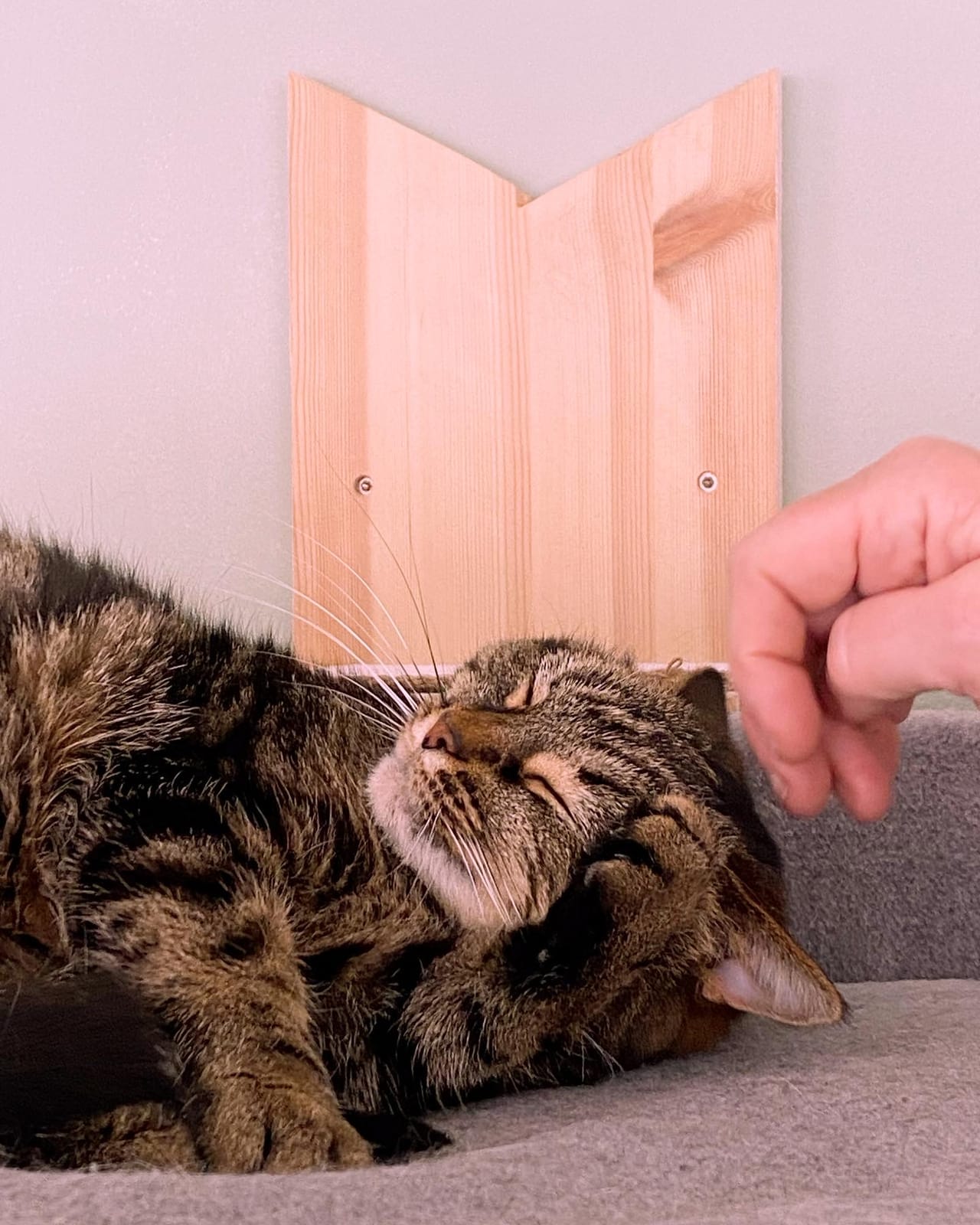 FinduZz Catcafe photo 5