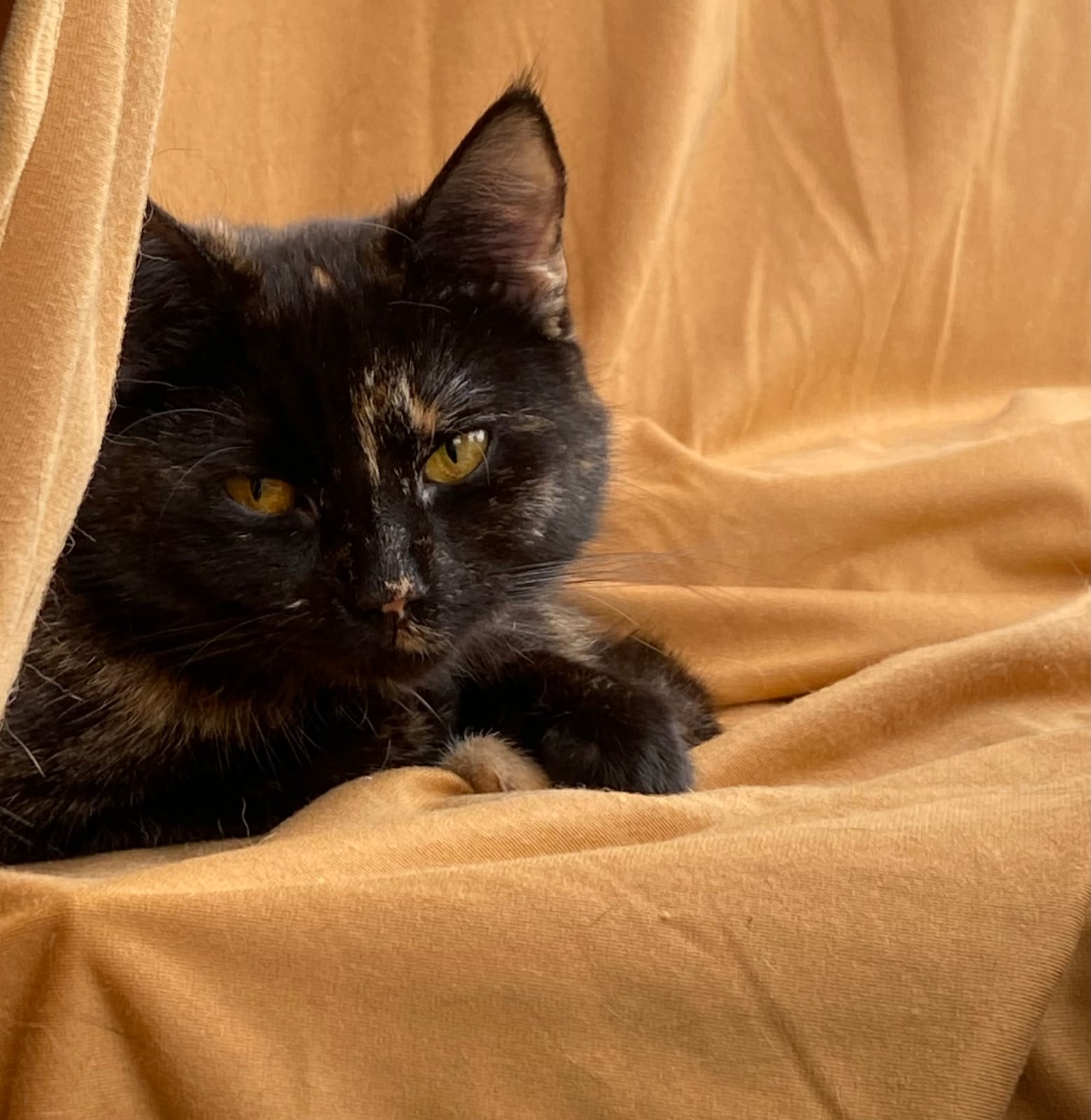 FinduZz Catcafe photo 4