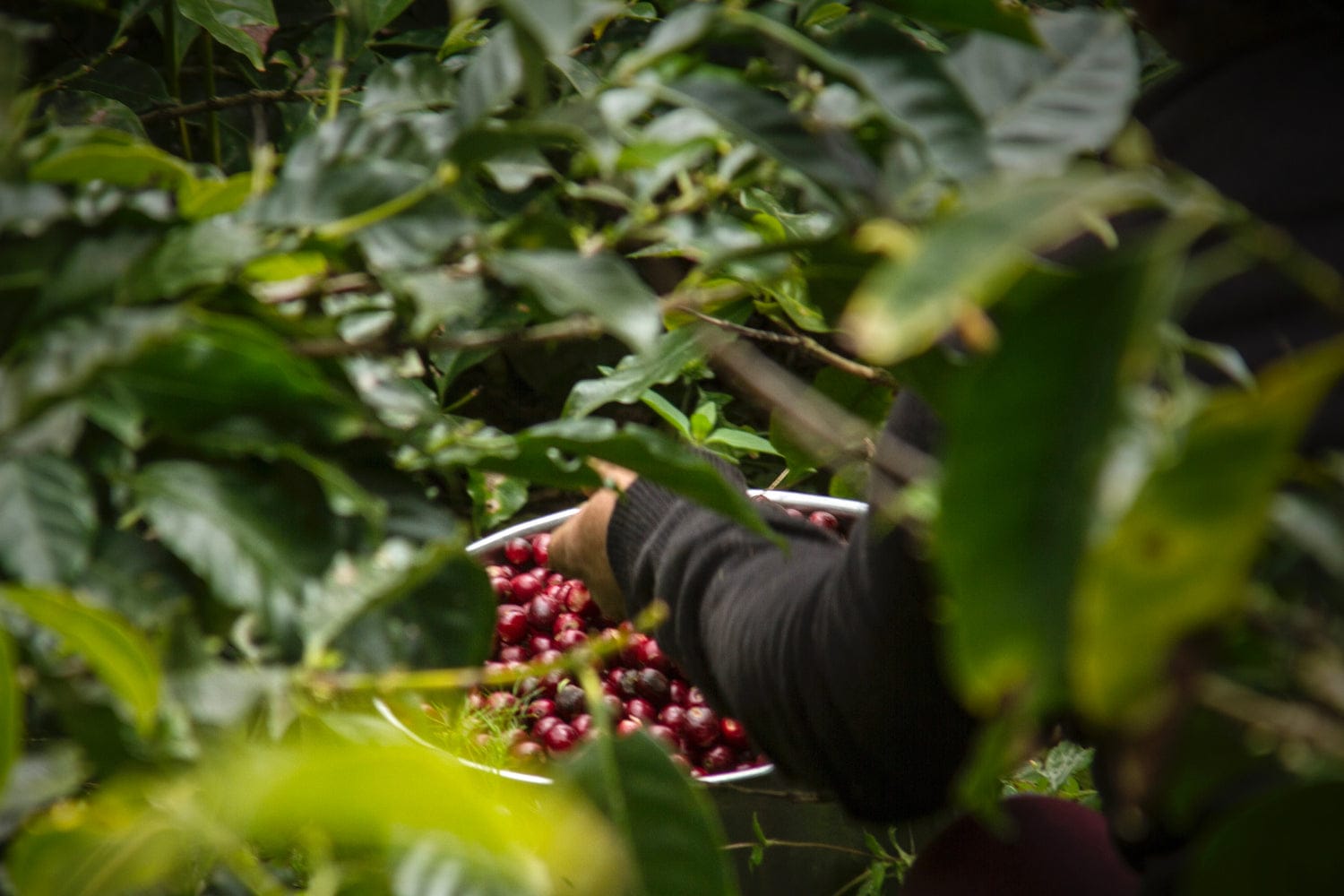 Barocco Coffee Company photo 8