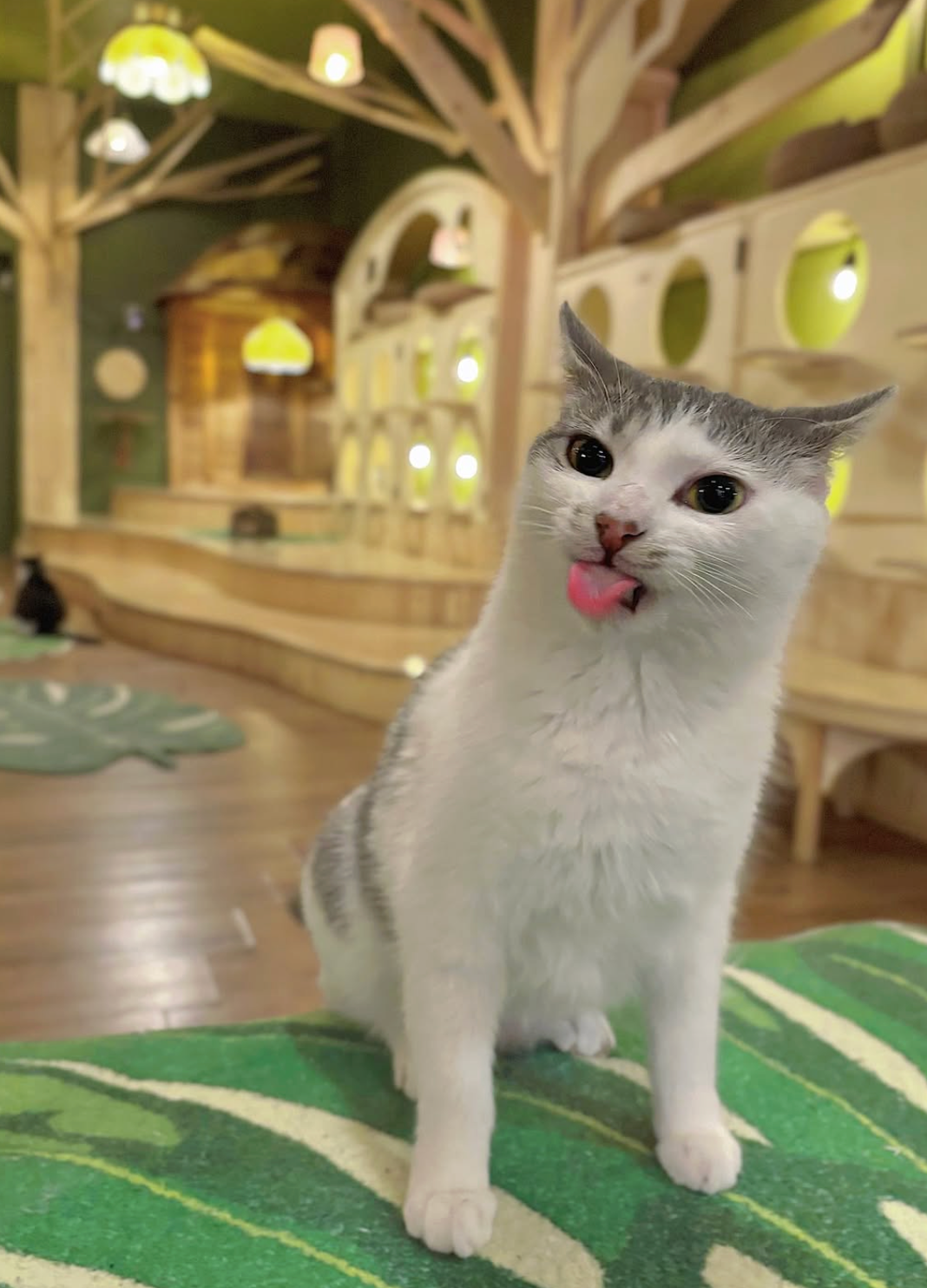 Cleocatra Café - Cat Cafe photo 3