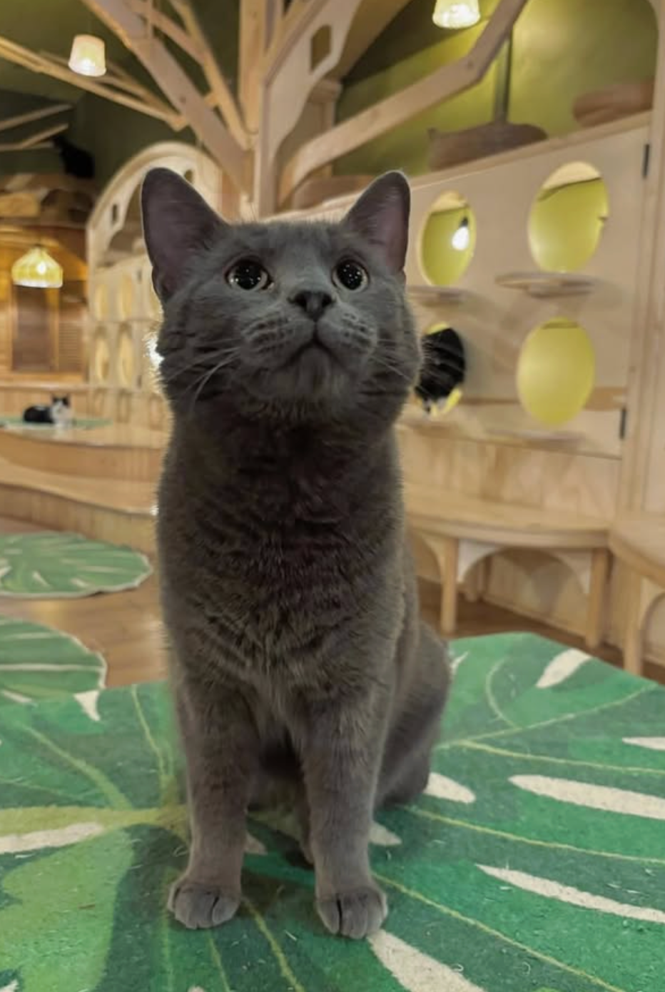 Cleocatra Café - Cat Cafe photo 5