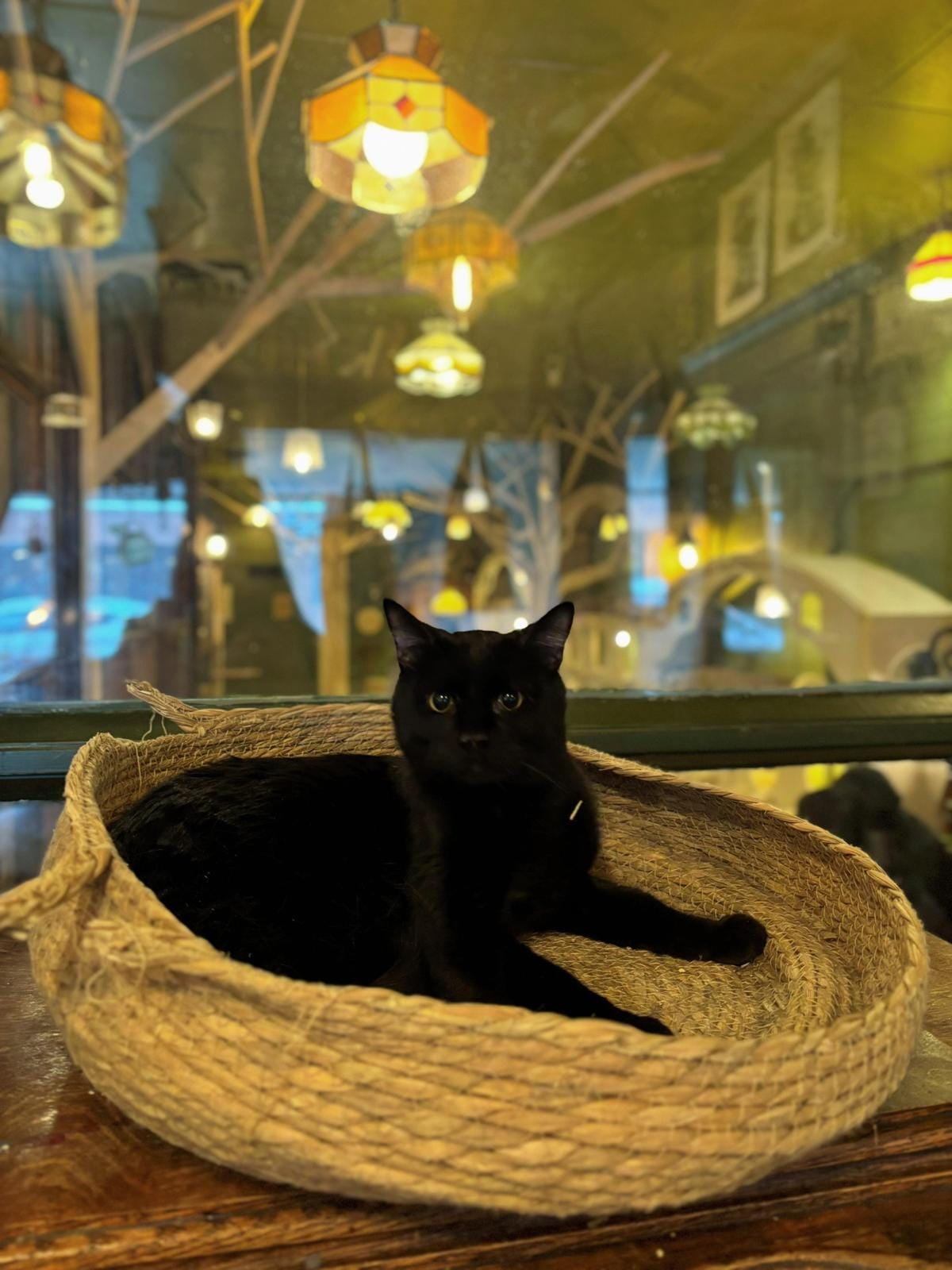 Cleocatra Café - Cat Cafe photo 9