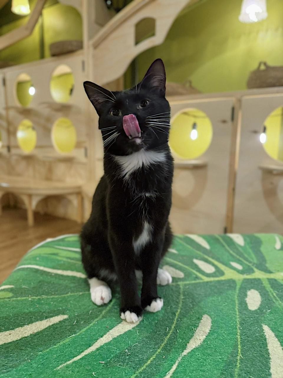 Cleocatra Café - Cat Cafe photo 8