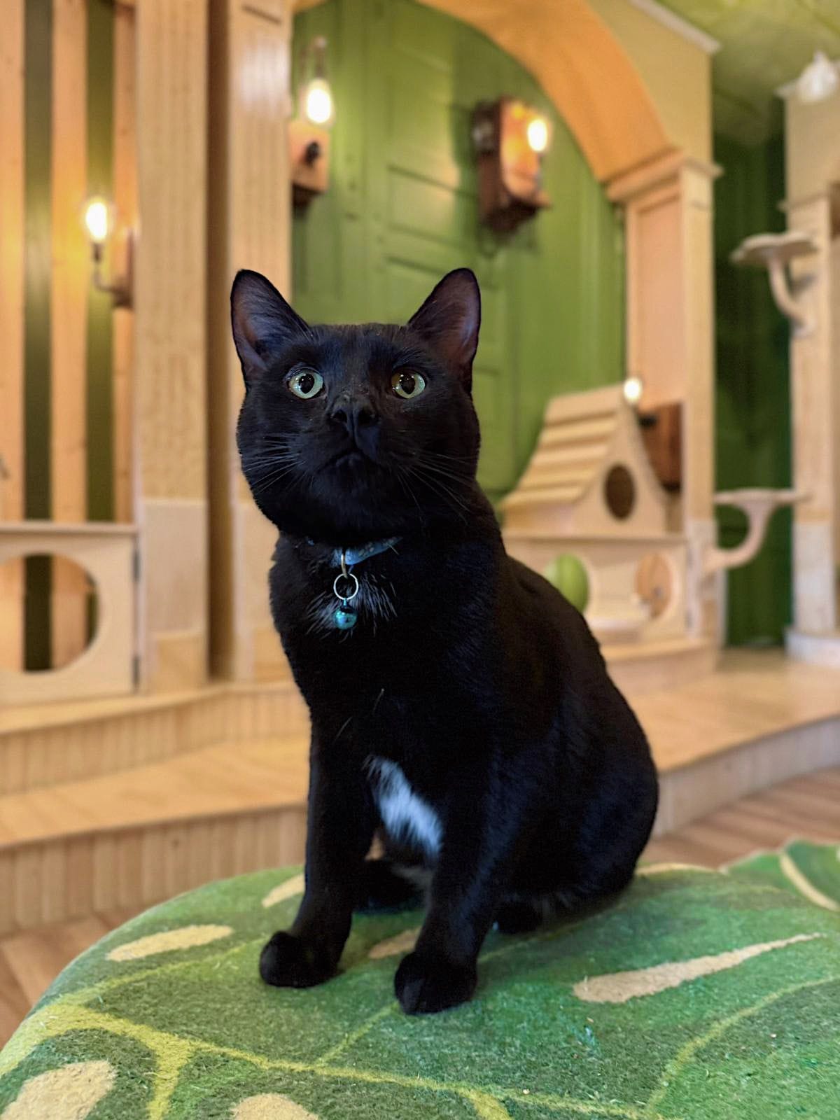 Cleocatra Café - Cat Cafe photo 7