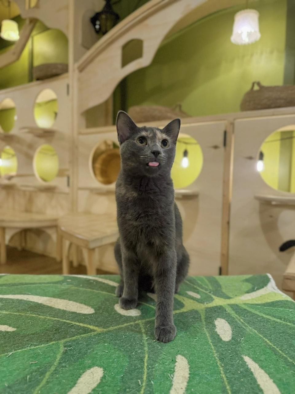 Cleocatra Café - Cat Cafe photo 4