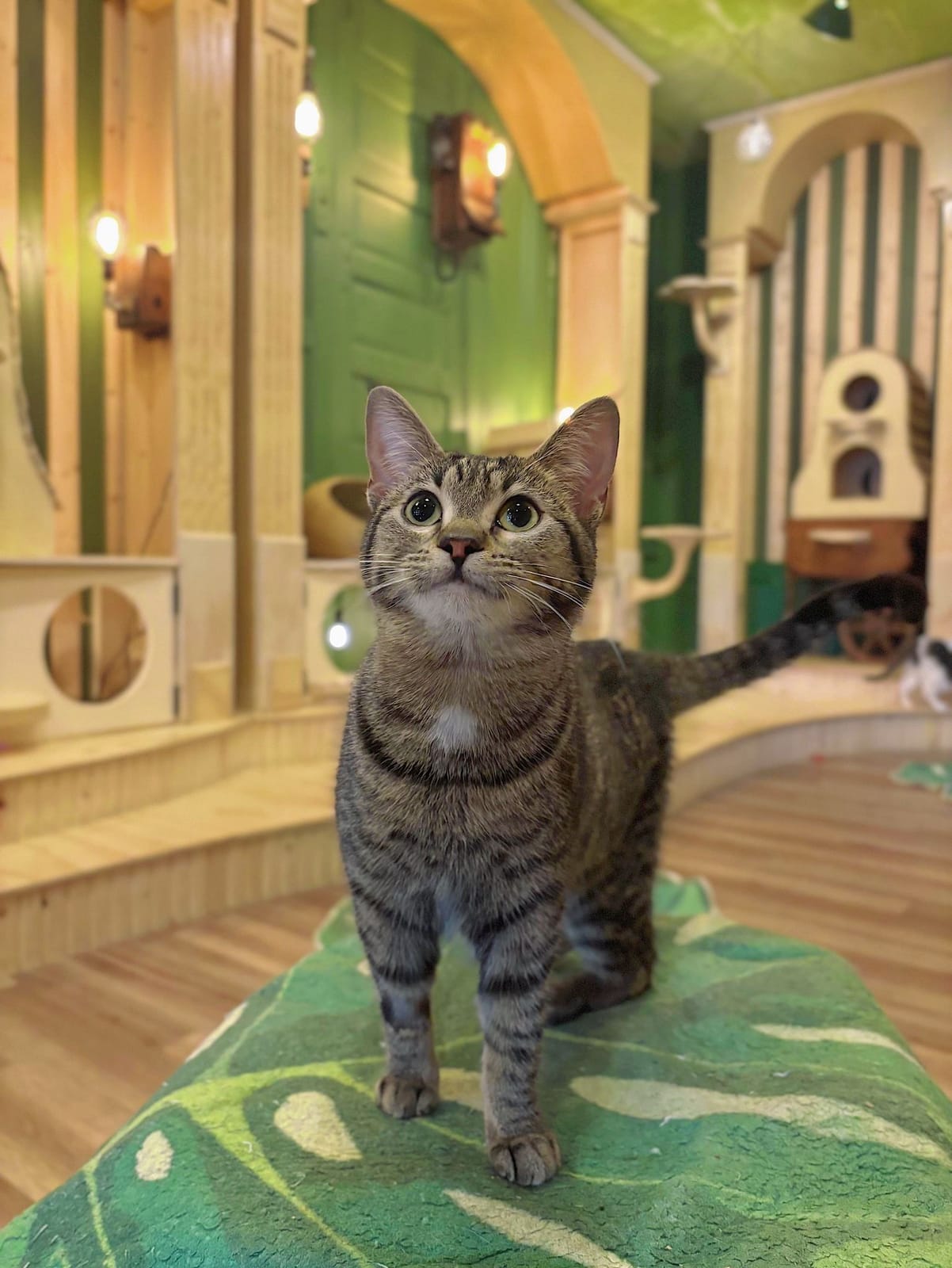 Cleocatra Café - Cat Cafe photo 6