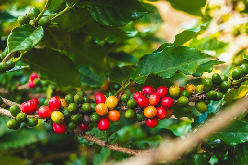 KAWAS COFFEE ROASTERS photo 3
