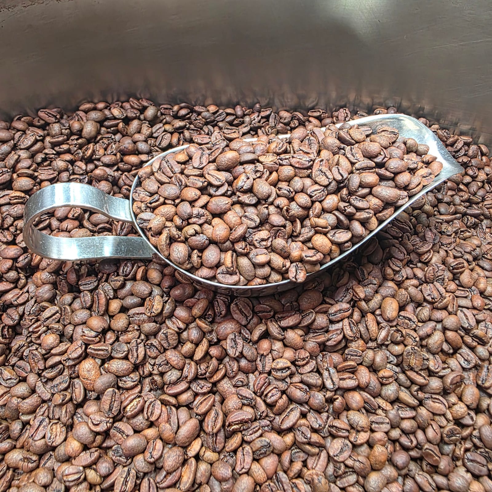 Phoebe Rose Coffee Roaster photo 7