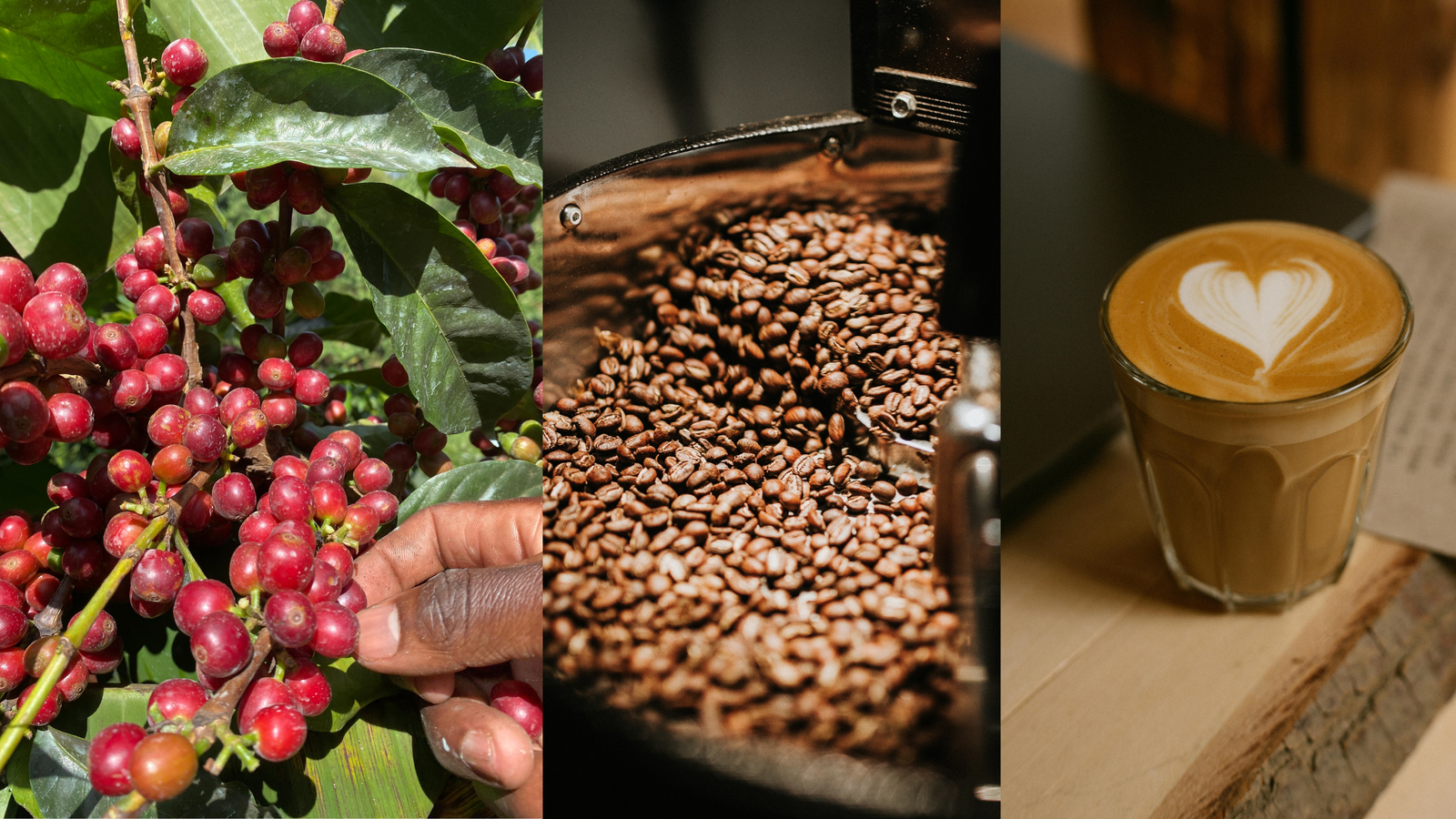 Terrani Coffee photo 2