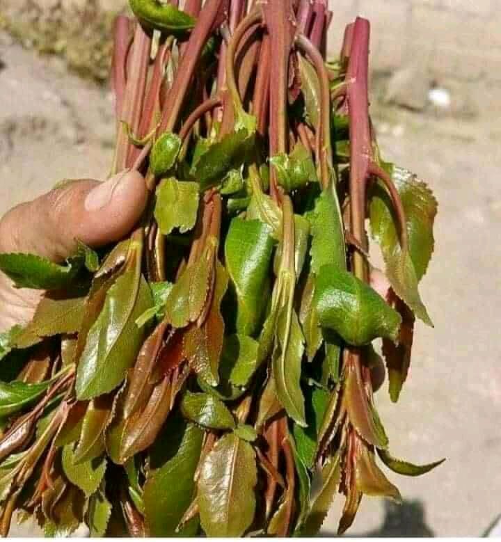Leencoo Madhichoo