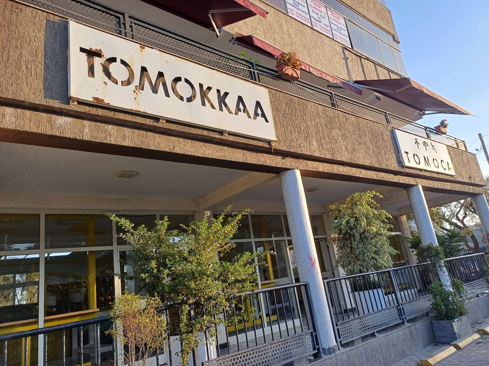 ቶሞካ የሎ Tomoca Coffee Yellow