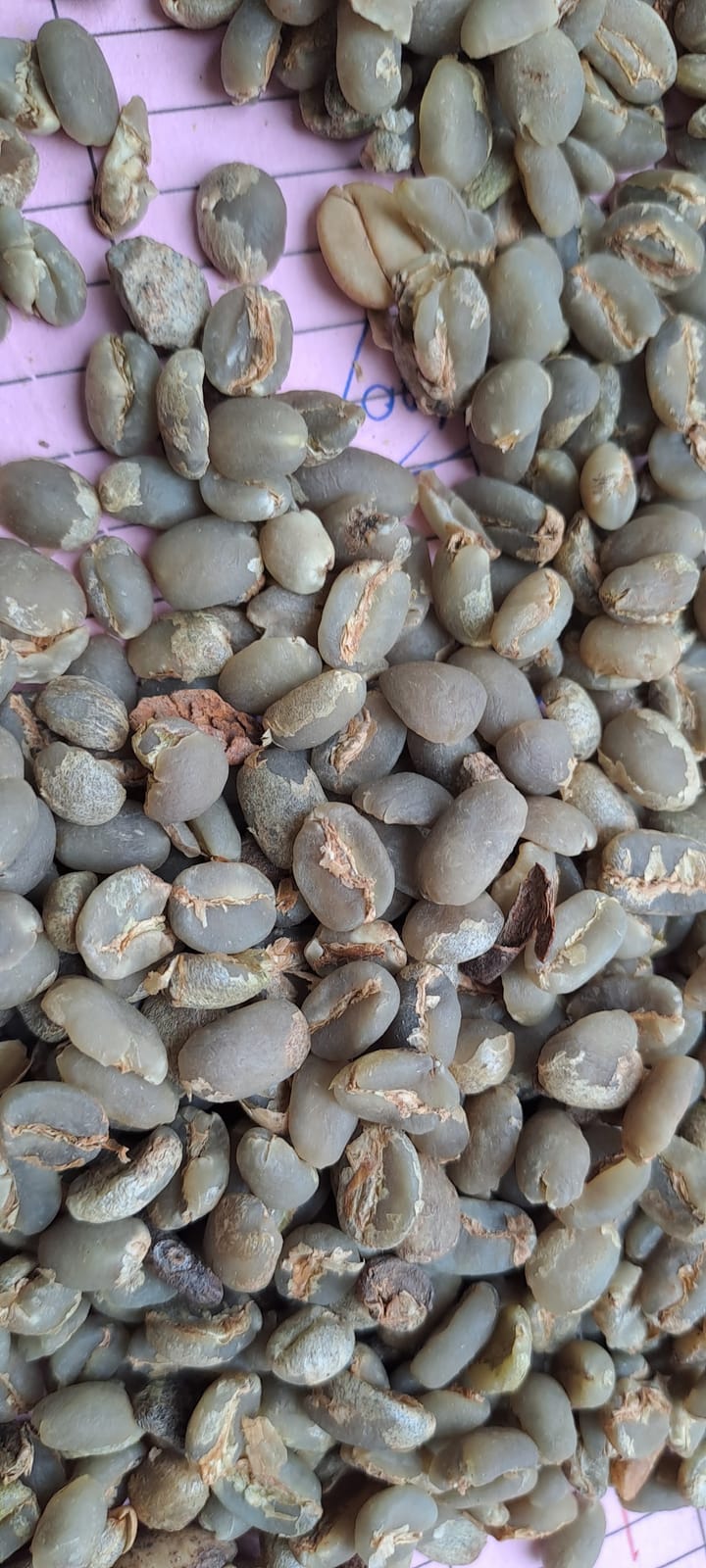 MORMOR HARRAR COFFEE