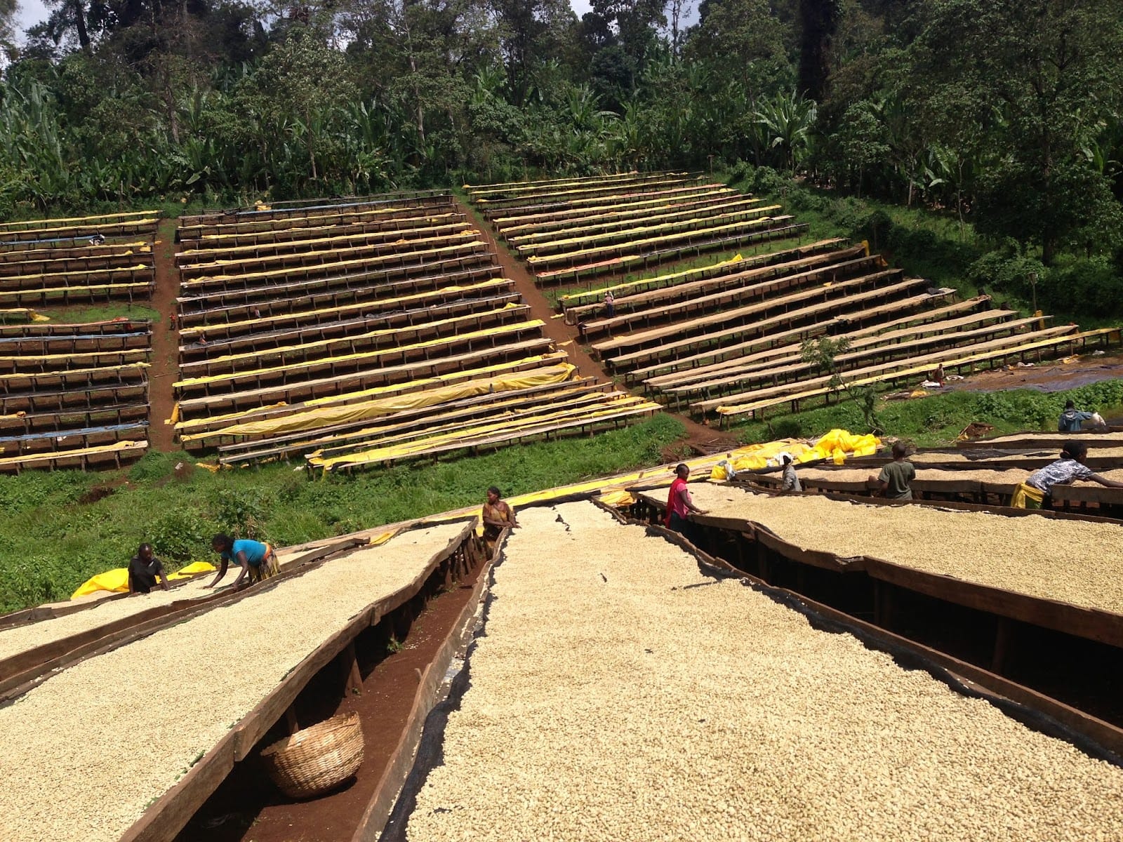 Nardos Coffee Export