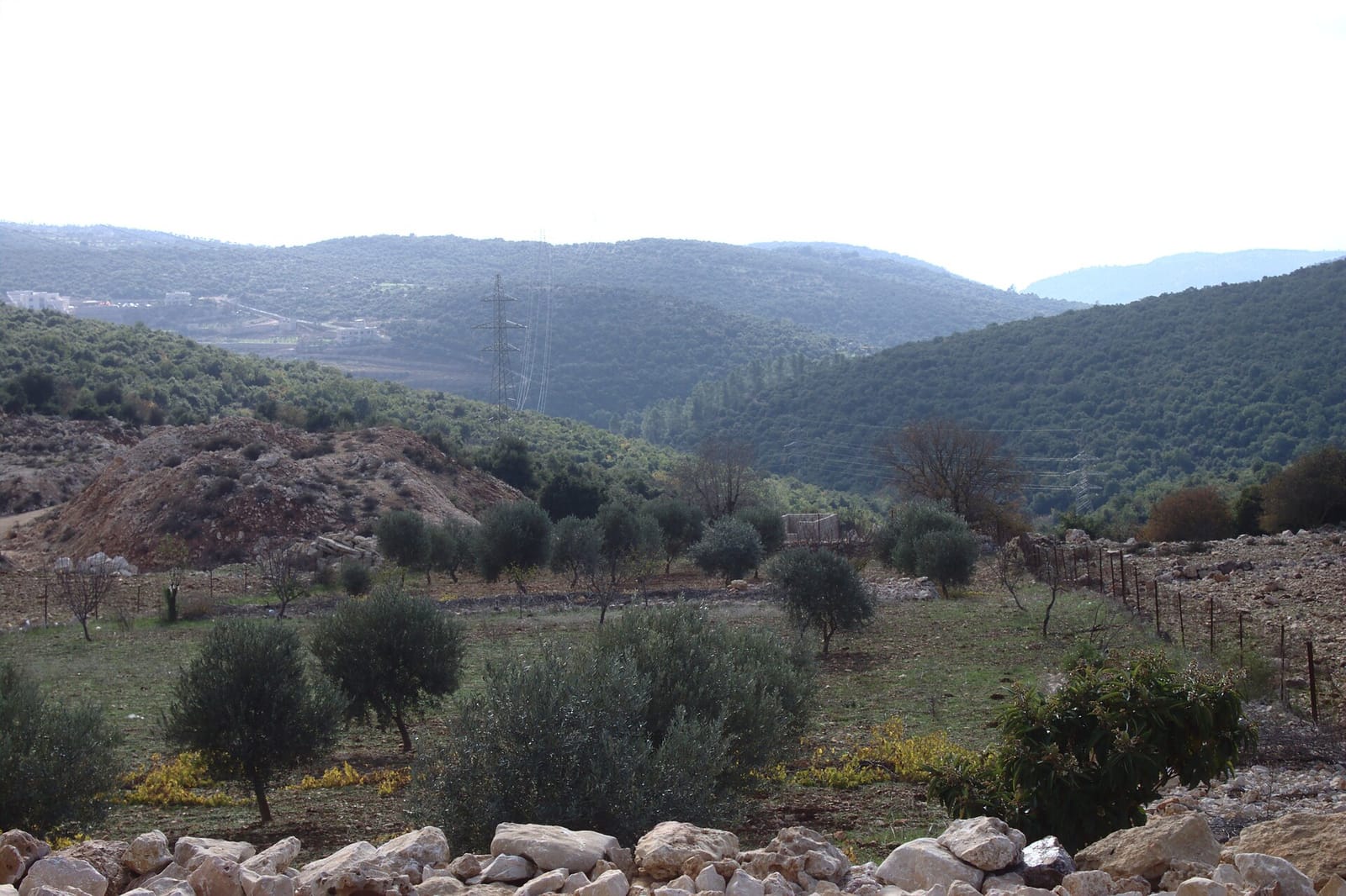 Olive Coffee House & More (Ajluon) photo 3