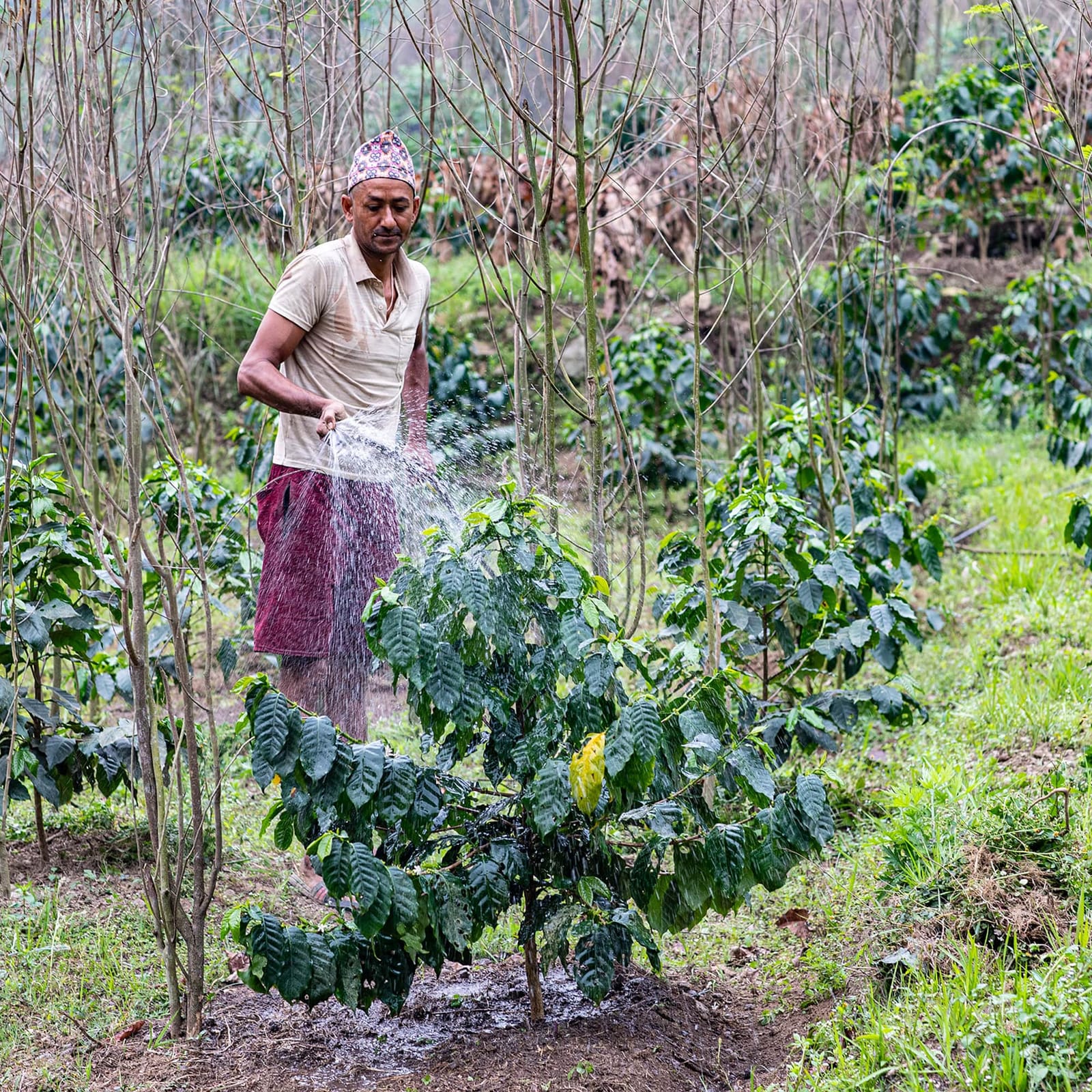 WakeCup Coffee, Biratnagar photo 8