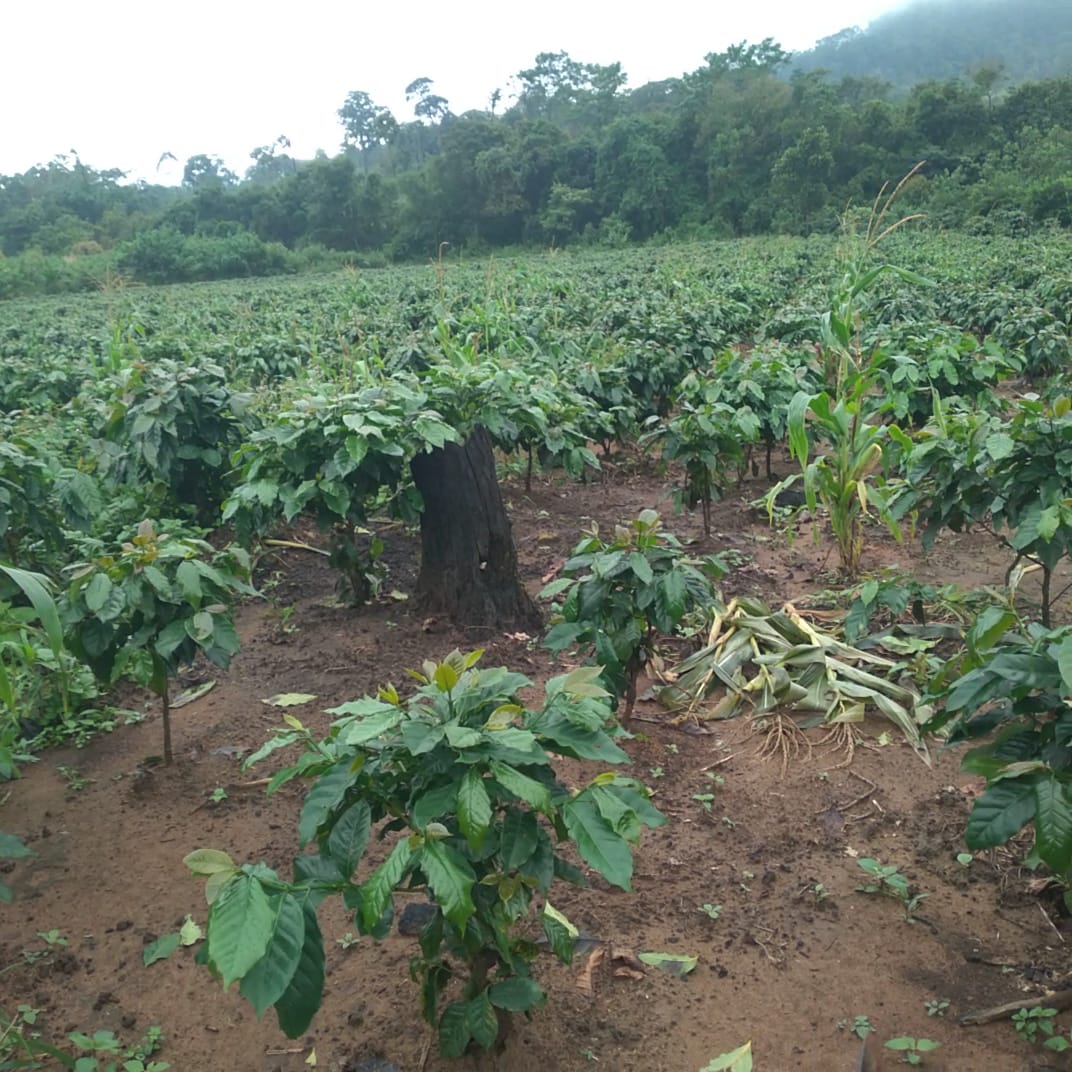 JOR LAO COFFEE