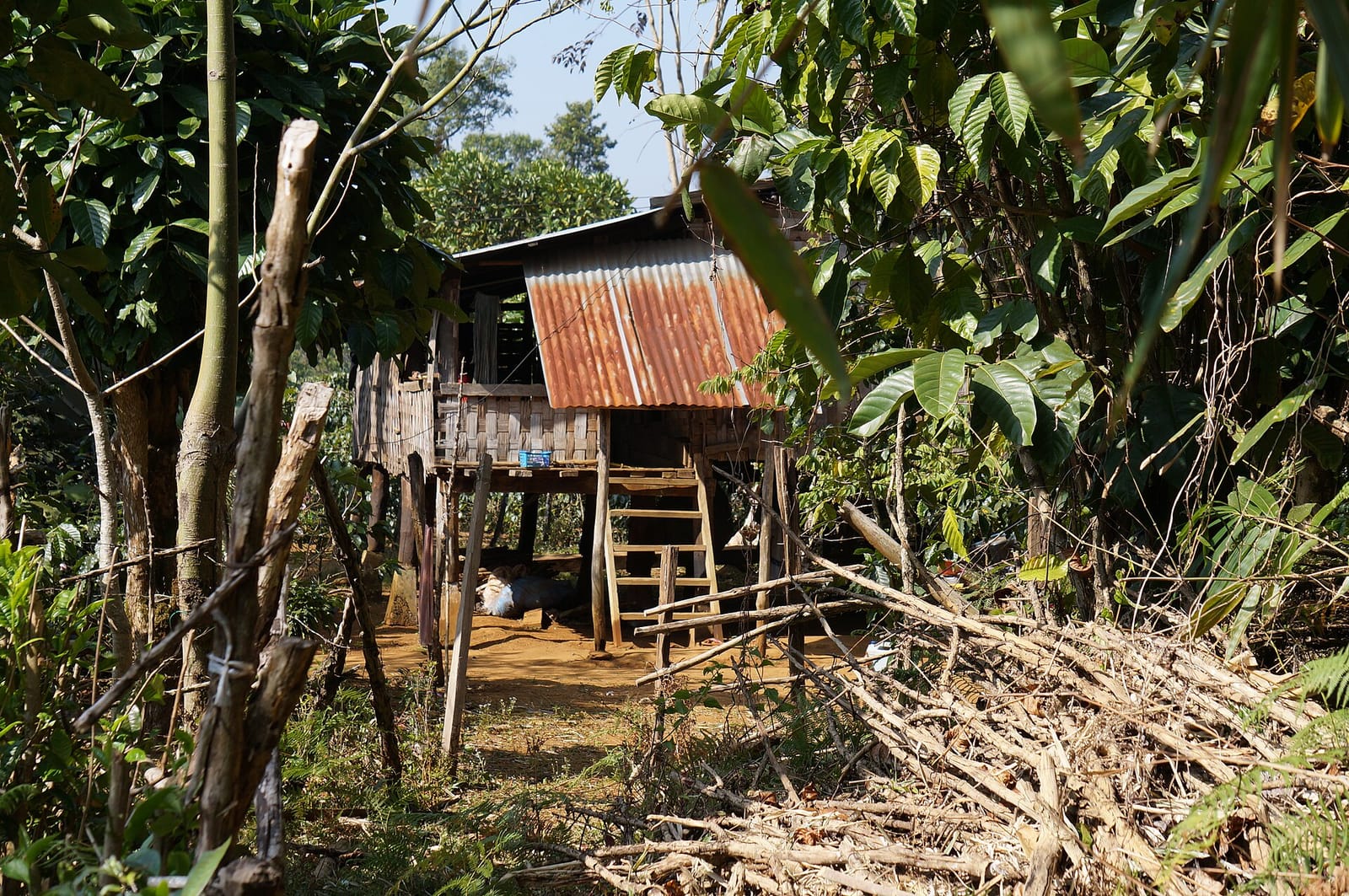 Bolaven Plateau Coffee Producers Cooperative Cafe (Lak 40) photo 4