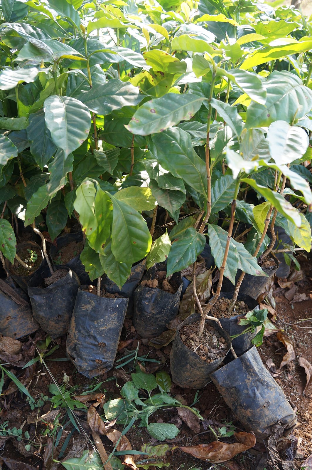 Bolaven Plateau Coffee Producers Cooperative Cafe (Lak 40) photo 2