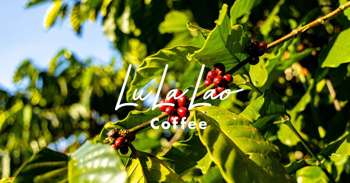 LuLaLao Coffee photo 2