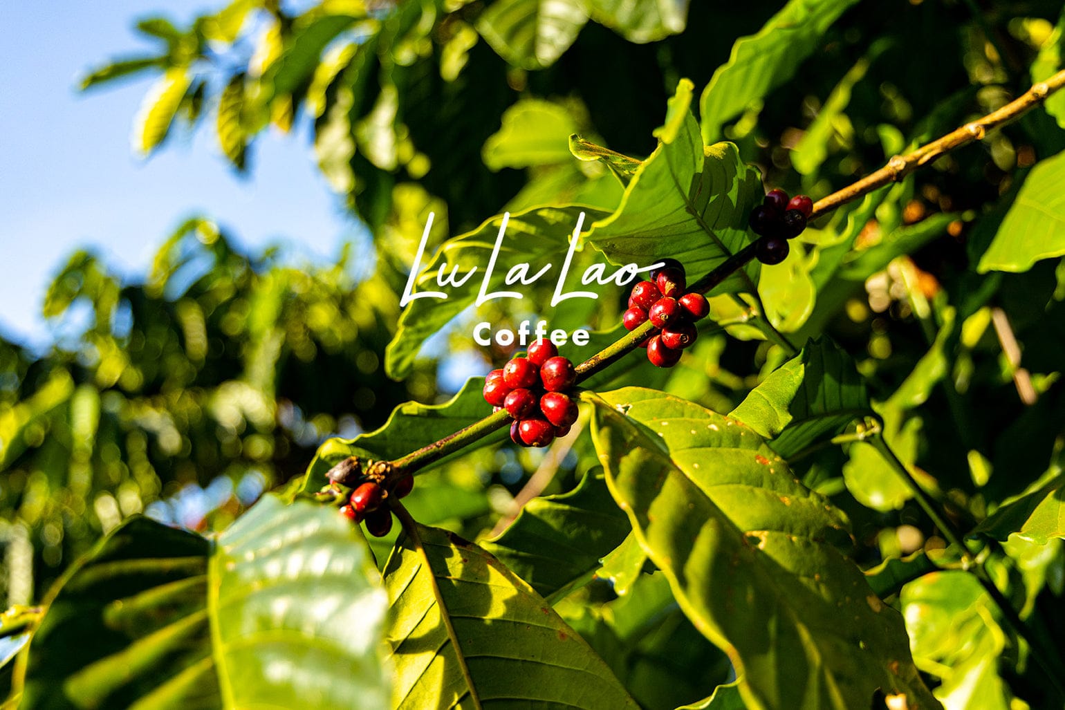LuLaLao Coffee photo 4