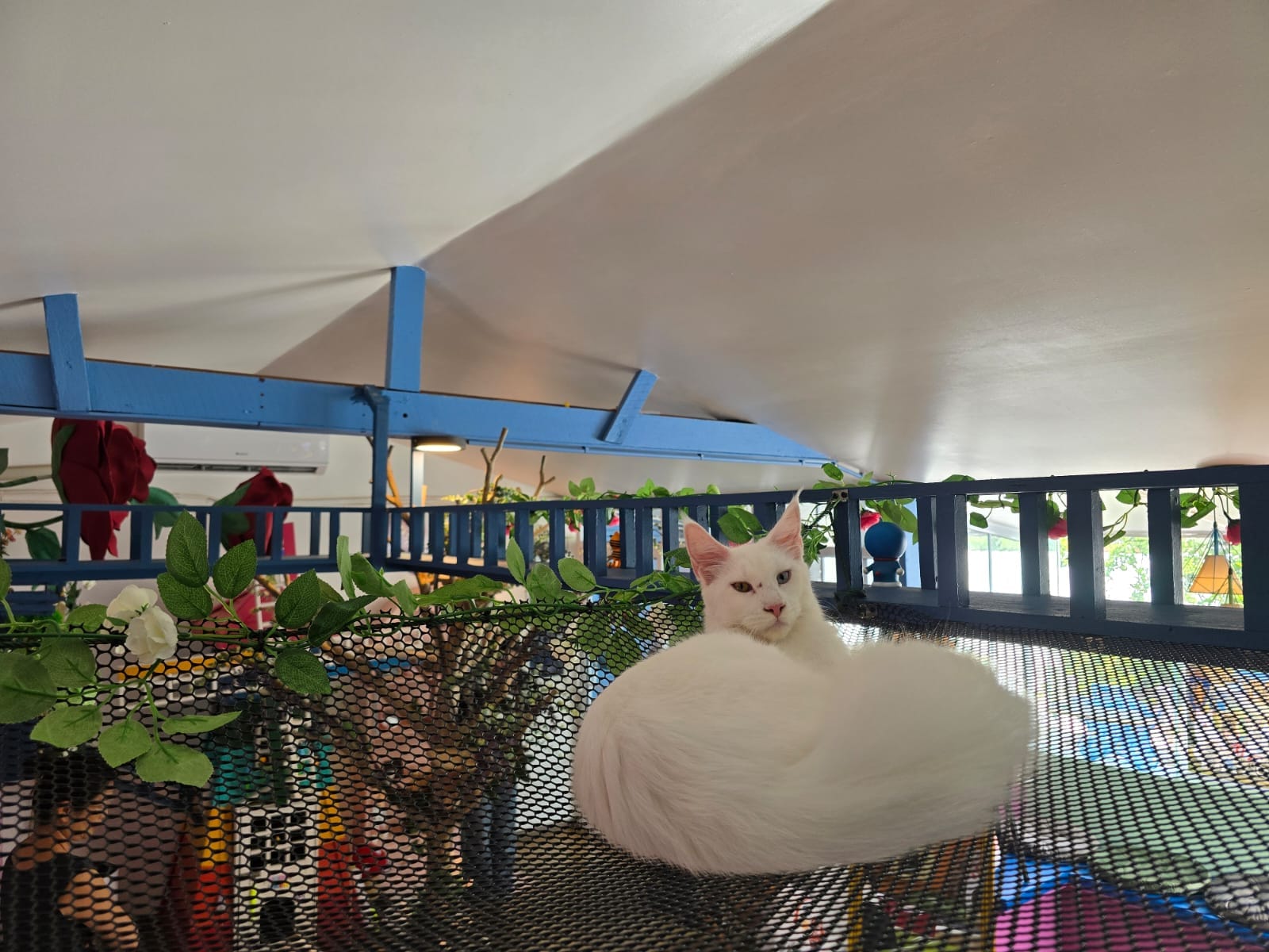 Little Tiger Cat Cafe Luang-Prabang