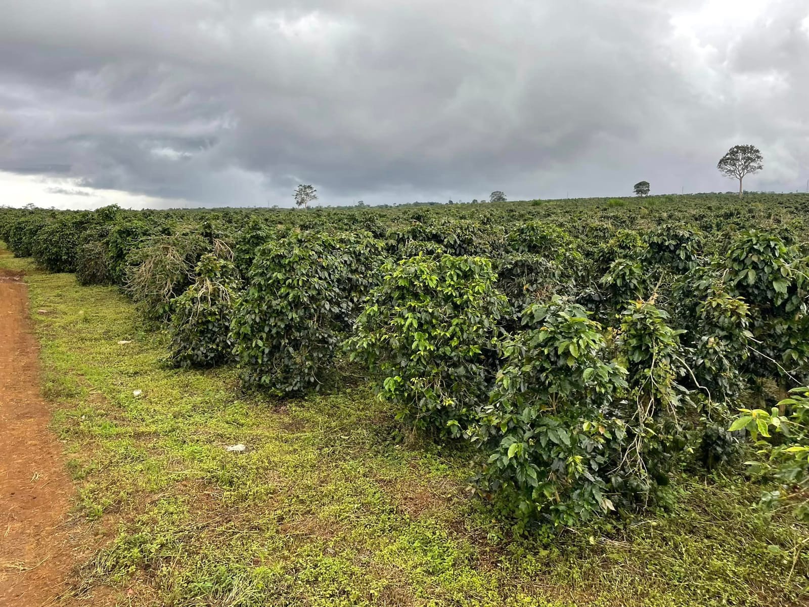 Treekoff photo 5