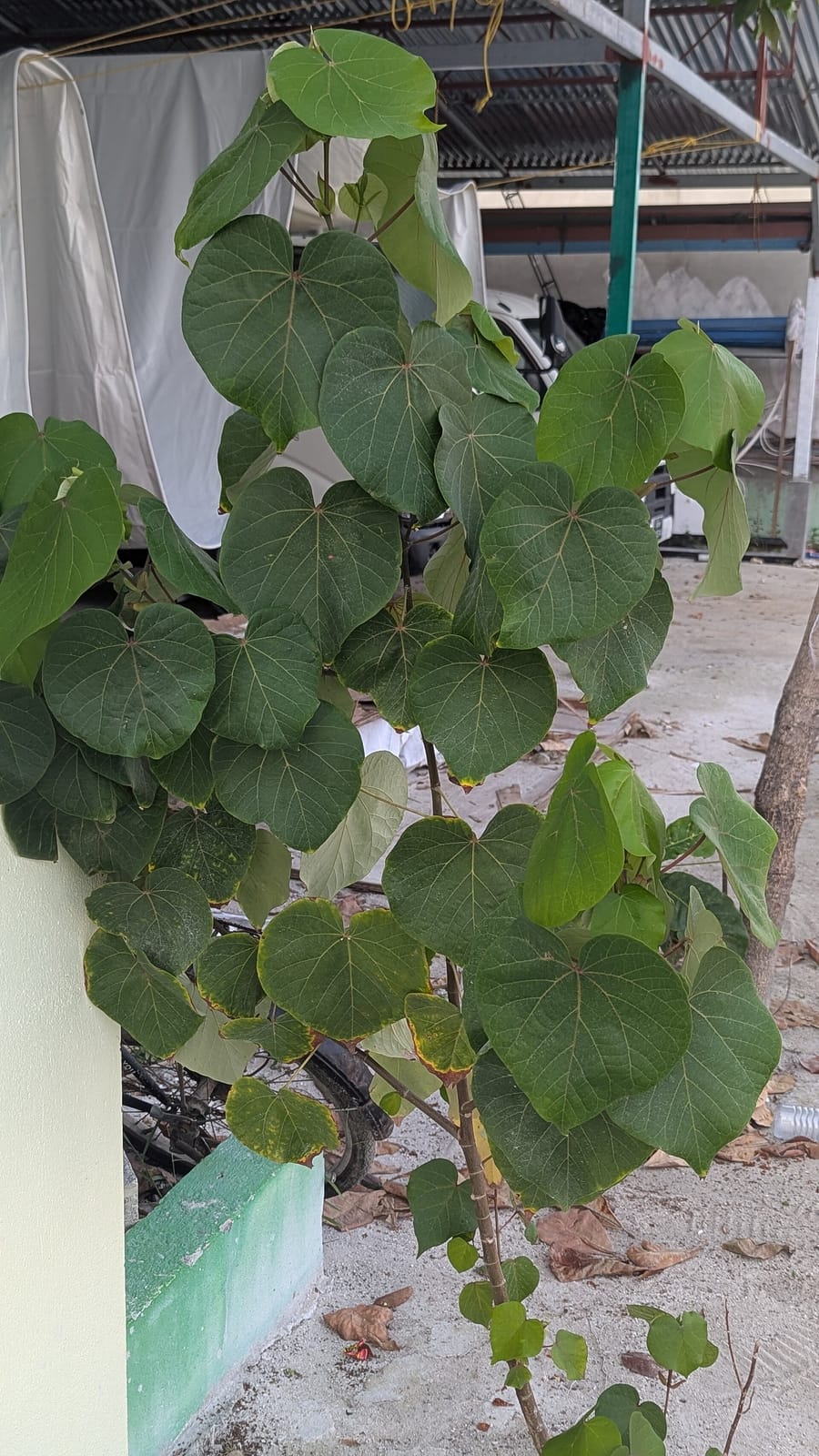 Sunbeach café photo 2